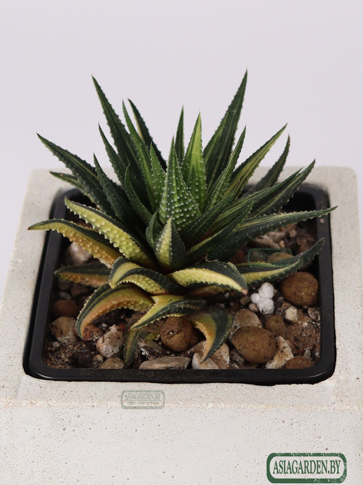 Haworthia pumila