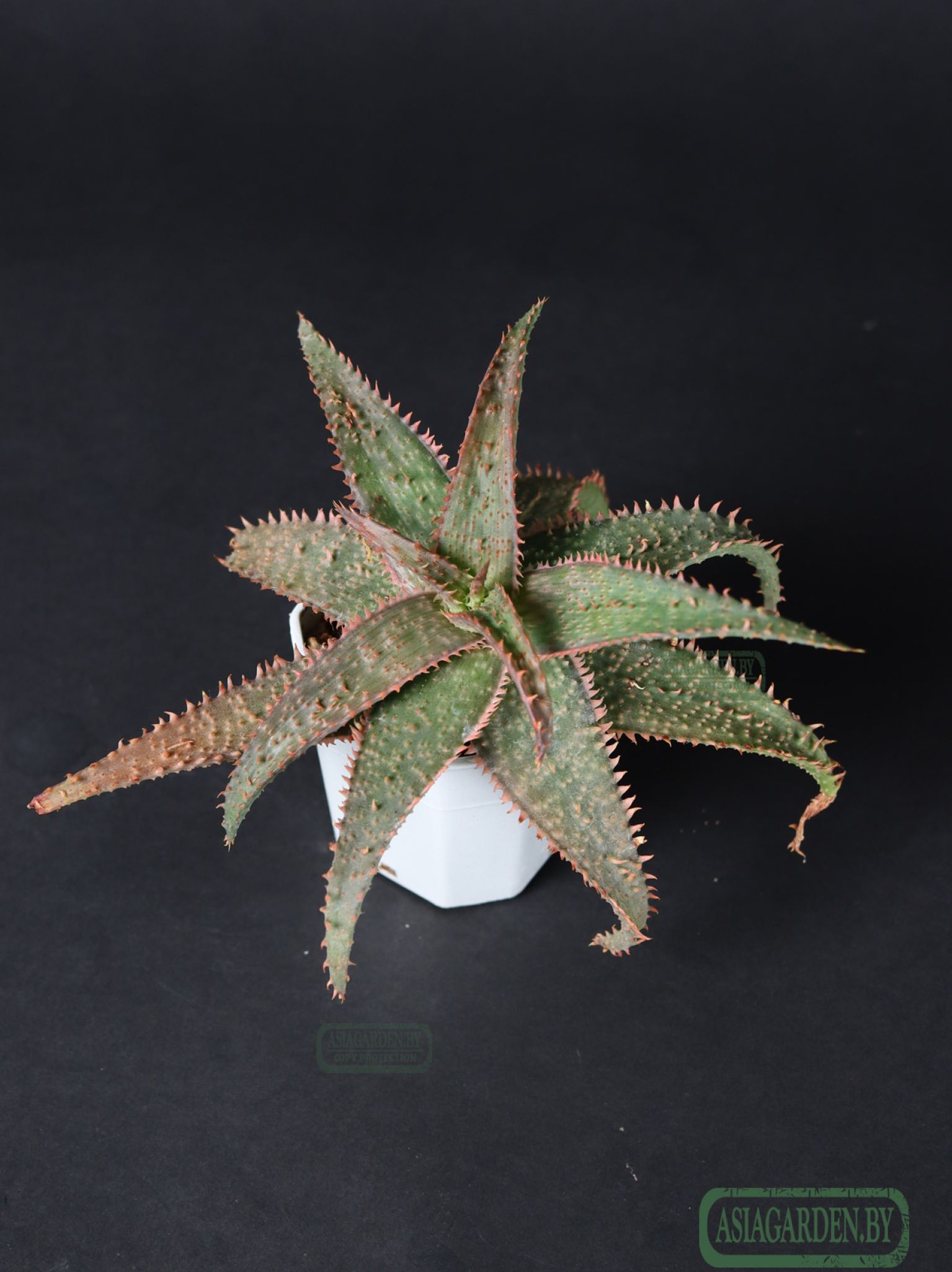 Aloe 'Christmas Carol'