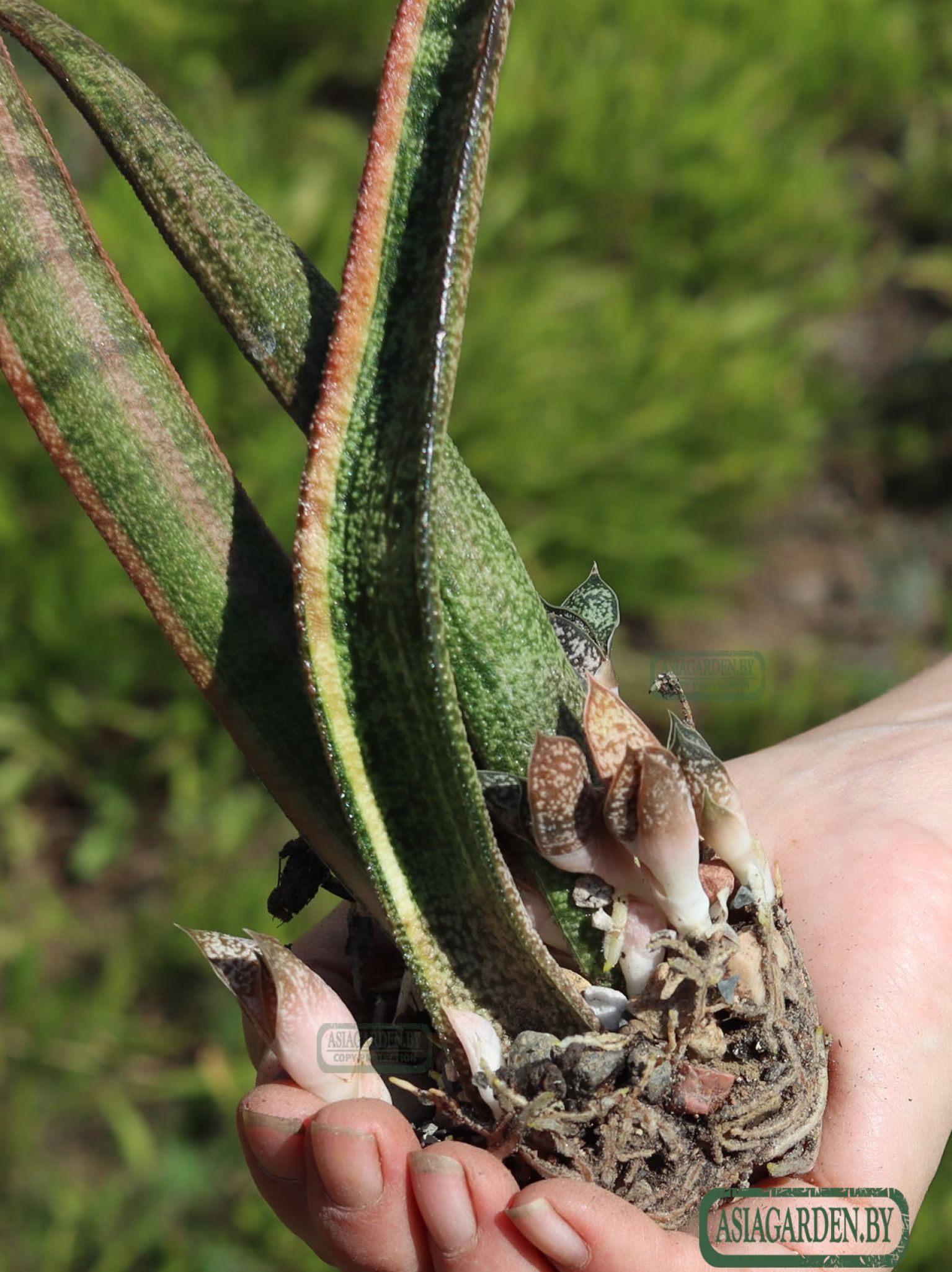 Gasteria batesiana