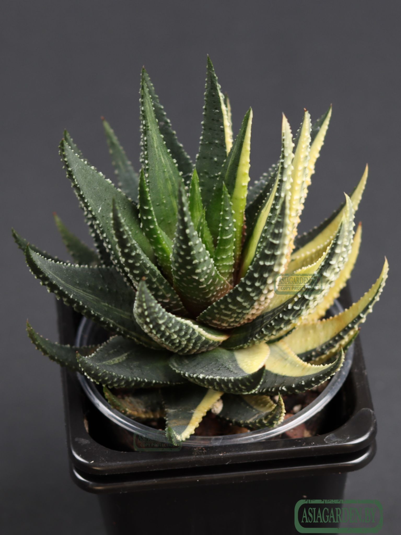 Haworthia pumila