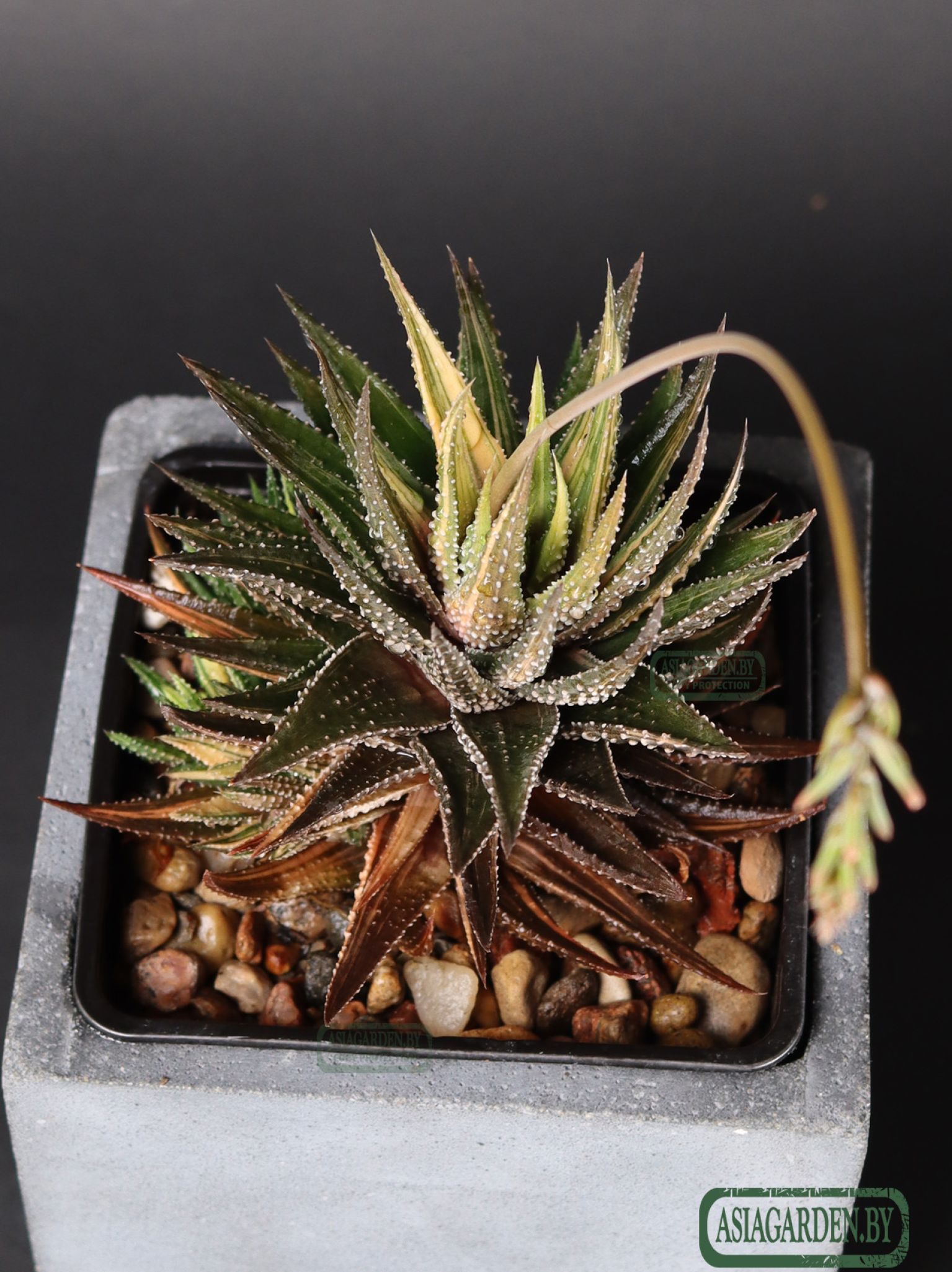 Haworthia pumila
