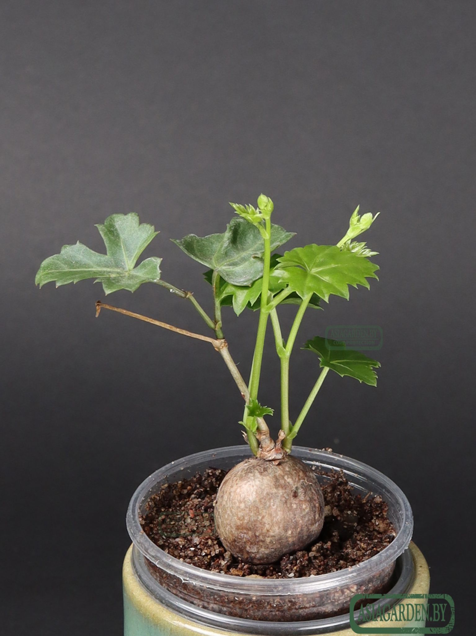 Cissus tuberosa Moc. & Sessé ex DC