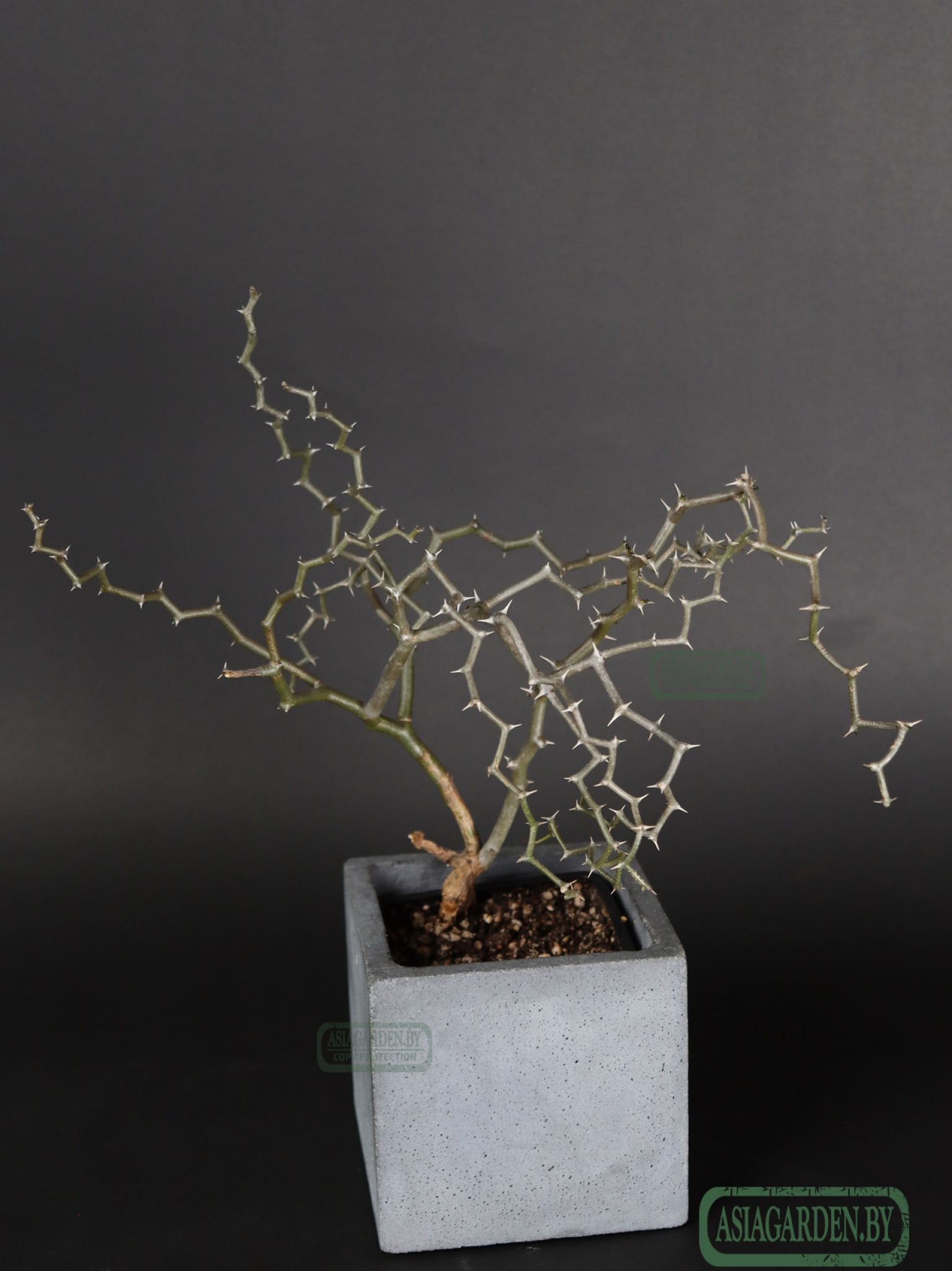 Decarya madagascariensis