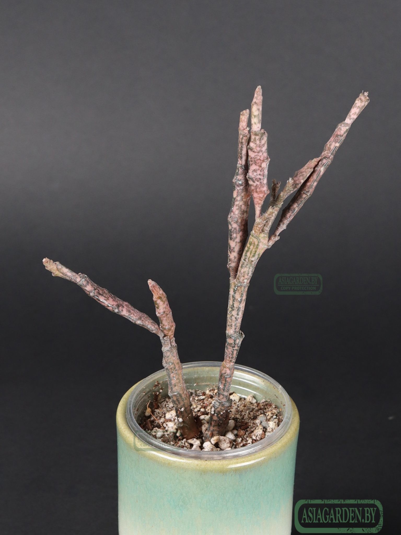 Euphorbia platyclada