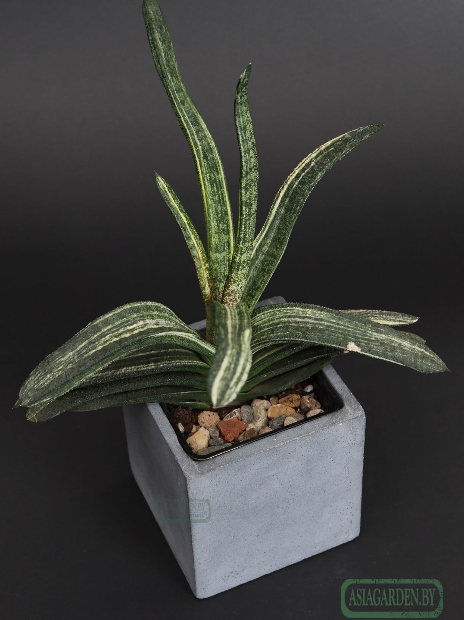 Gasteria batesiana