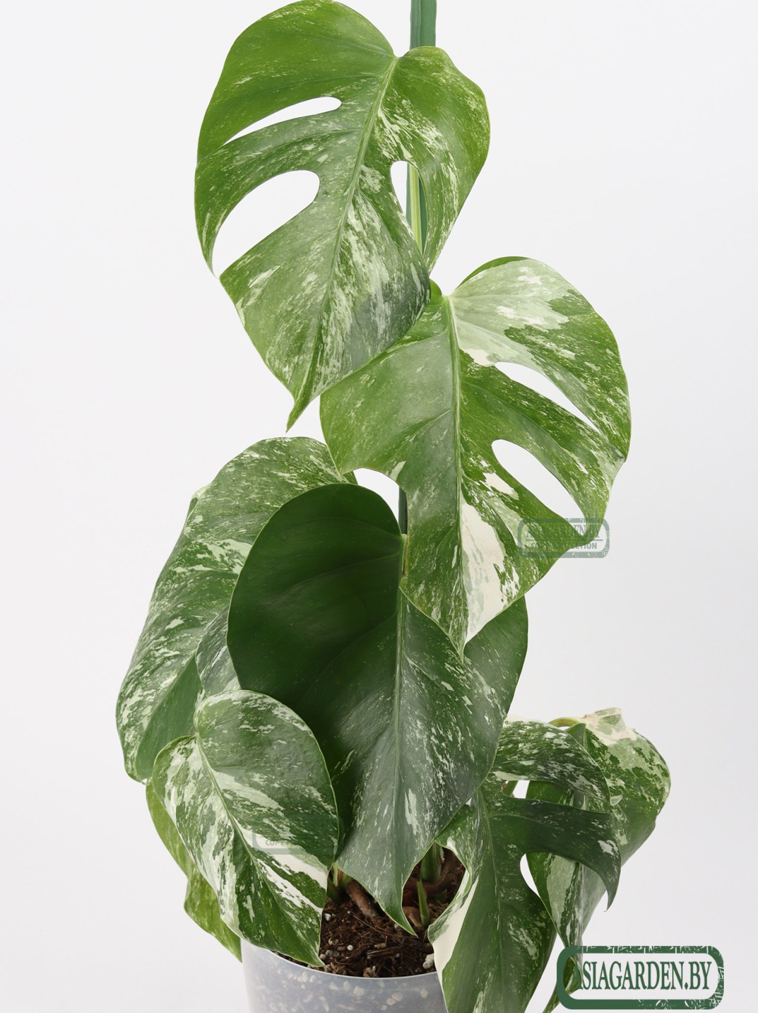 Monstera Albo