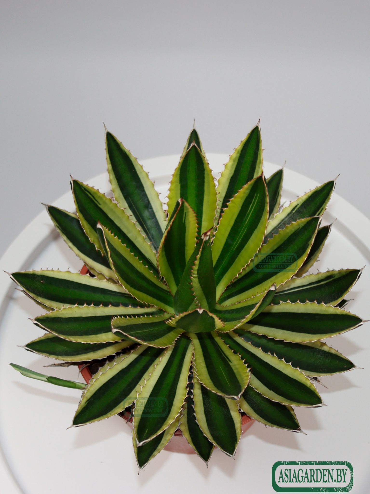 Agave lophantha Quadricolor