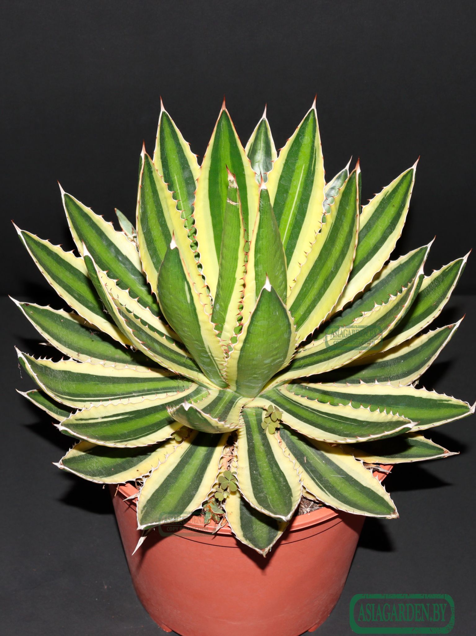 Agave lophantha Quadricolor