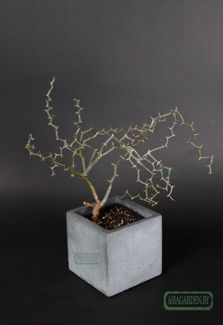 Decarya madagascariensis
