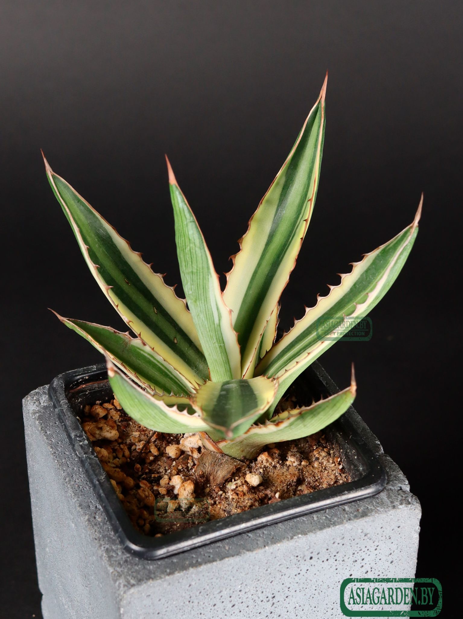 Agave lophantha Quadricolor