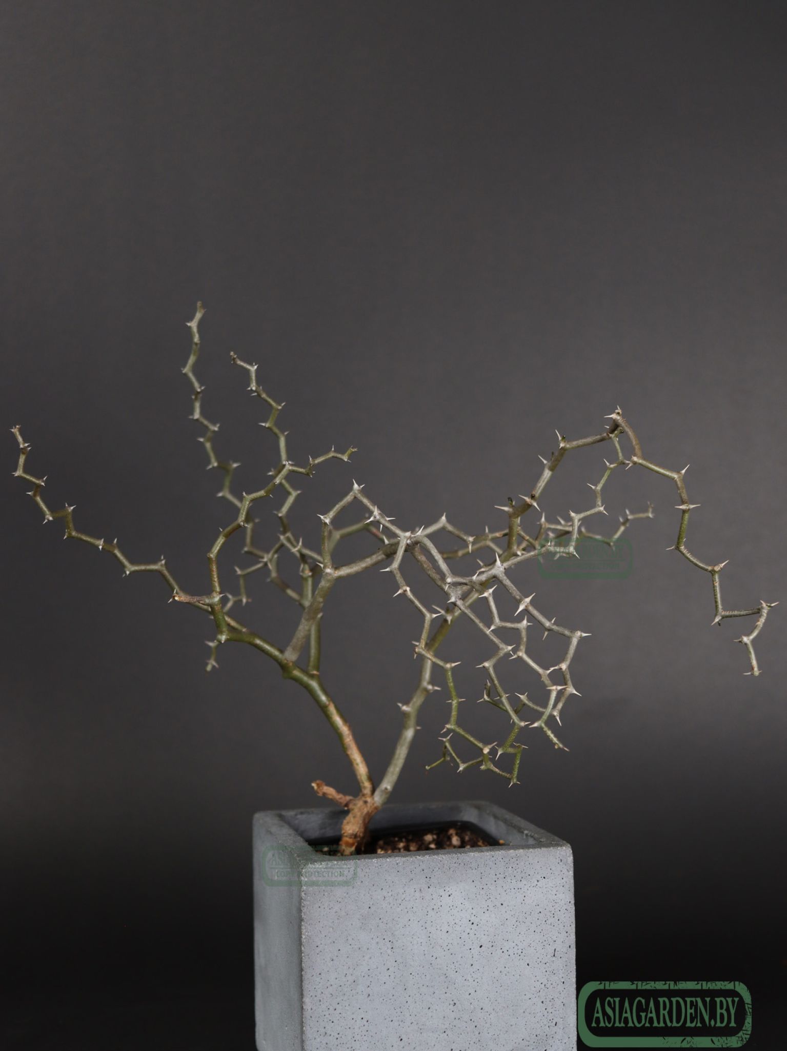 Decarya madagascariensis