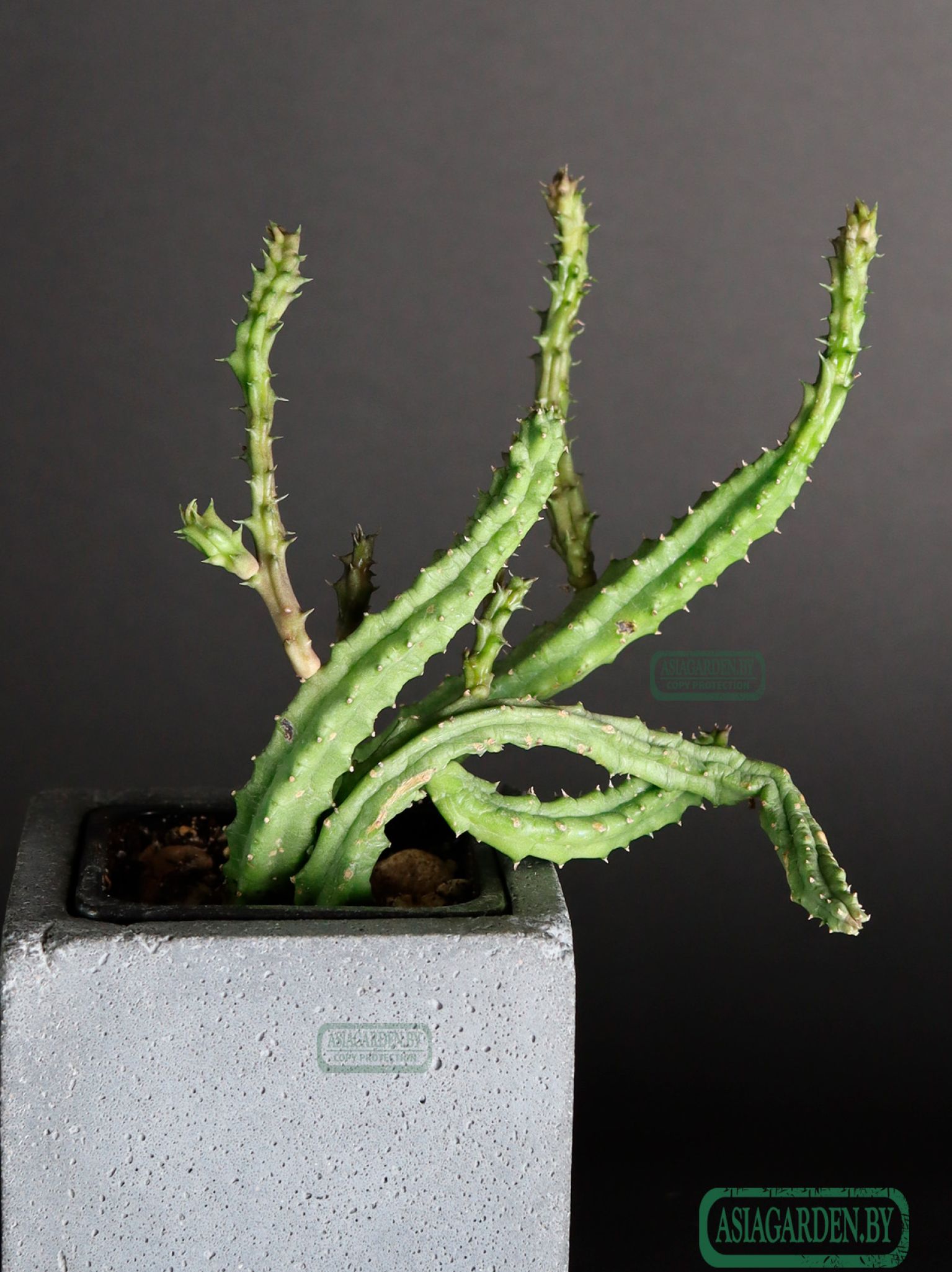 Stapelia