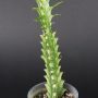 Euphorbia trigona variegata