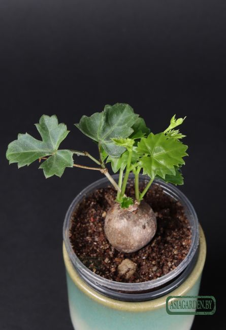 Cissus tuberosa Moc. & Sessé ex DC