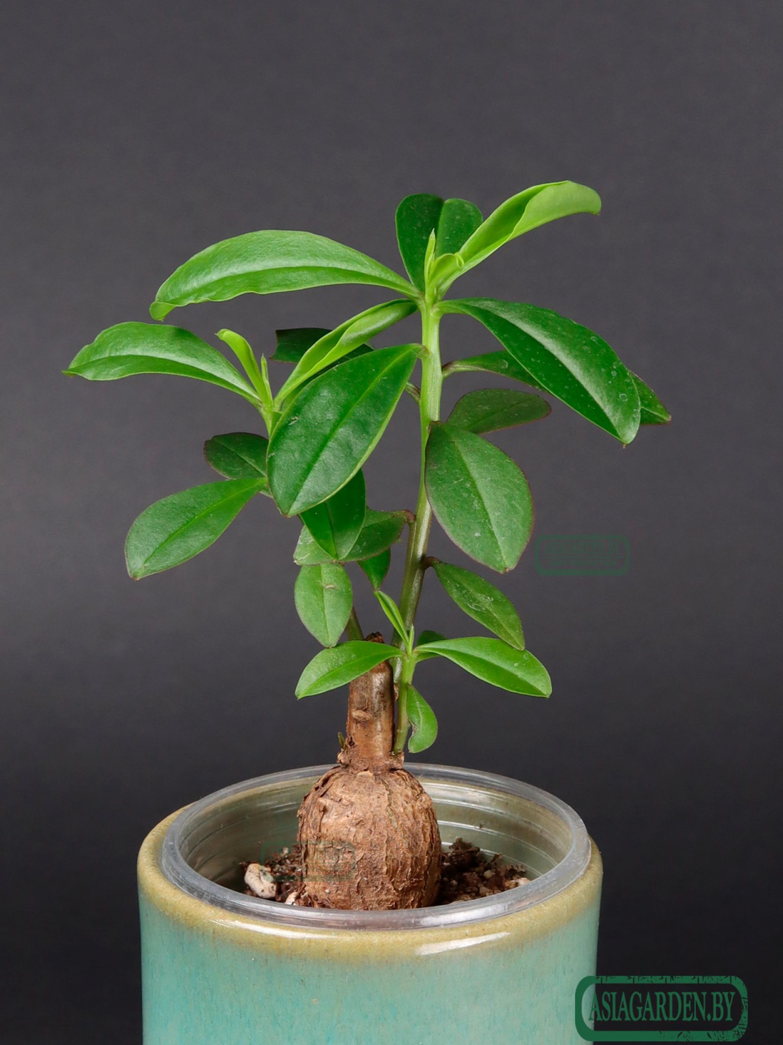 Talinum caffrum