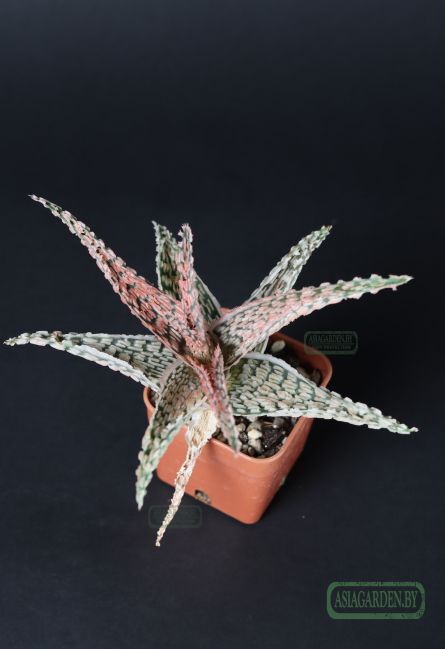 Aloe 'Christmas Carol'