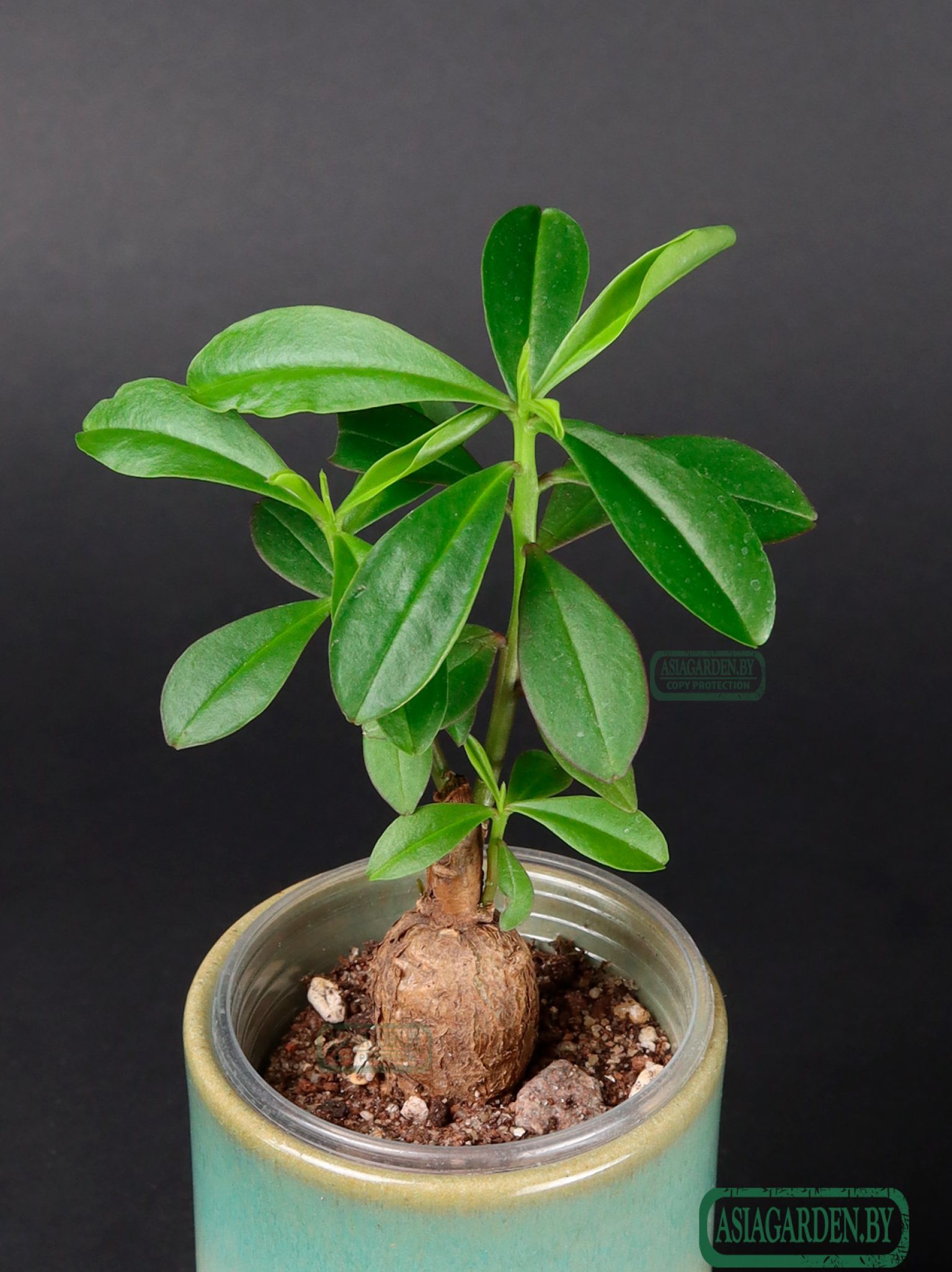 Talinum caffrum