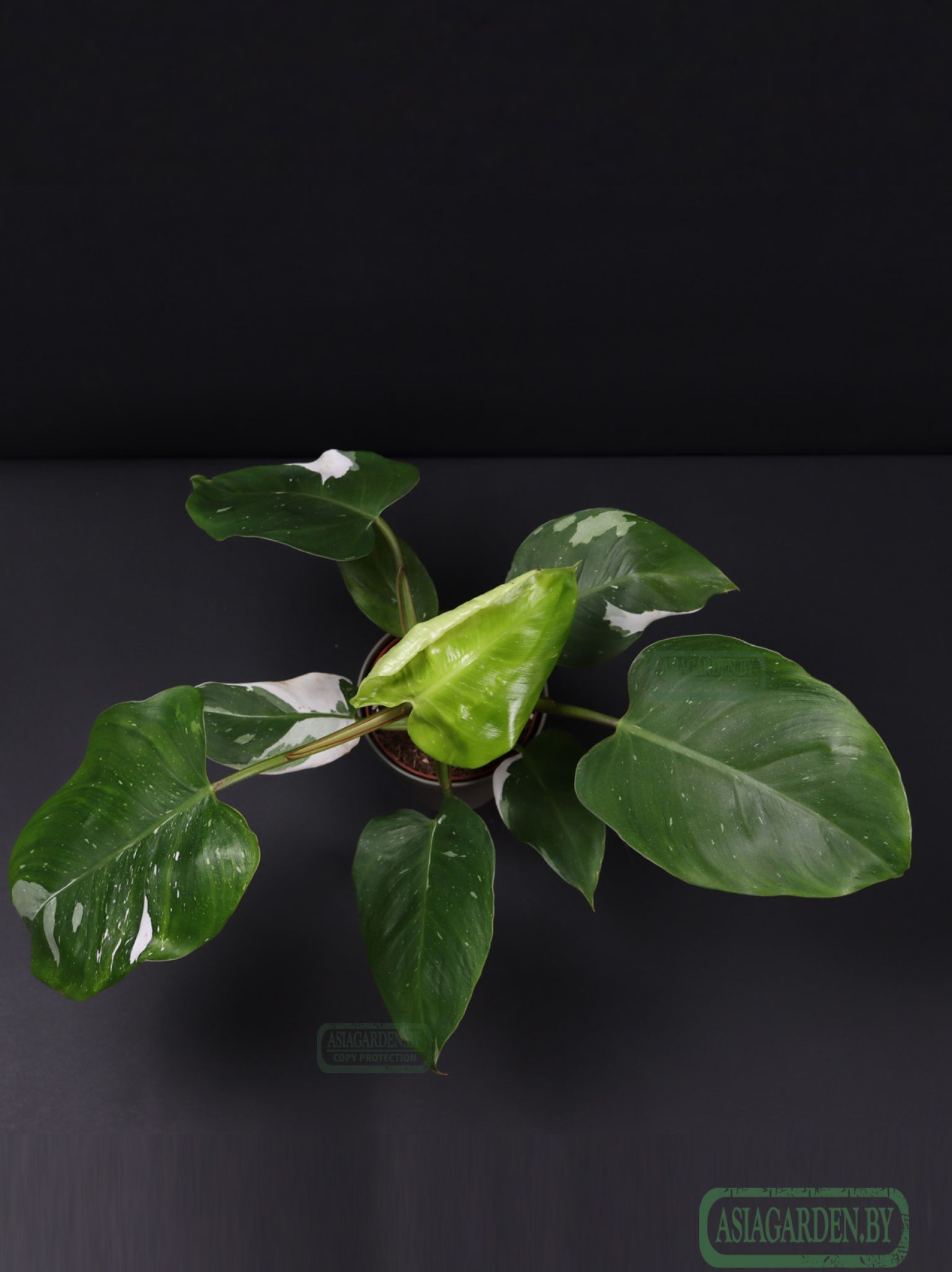 Philodendron erubescens 'White Princess'