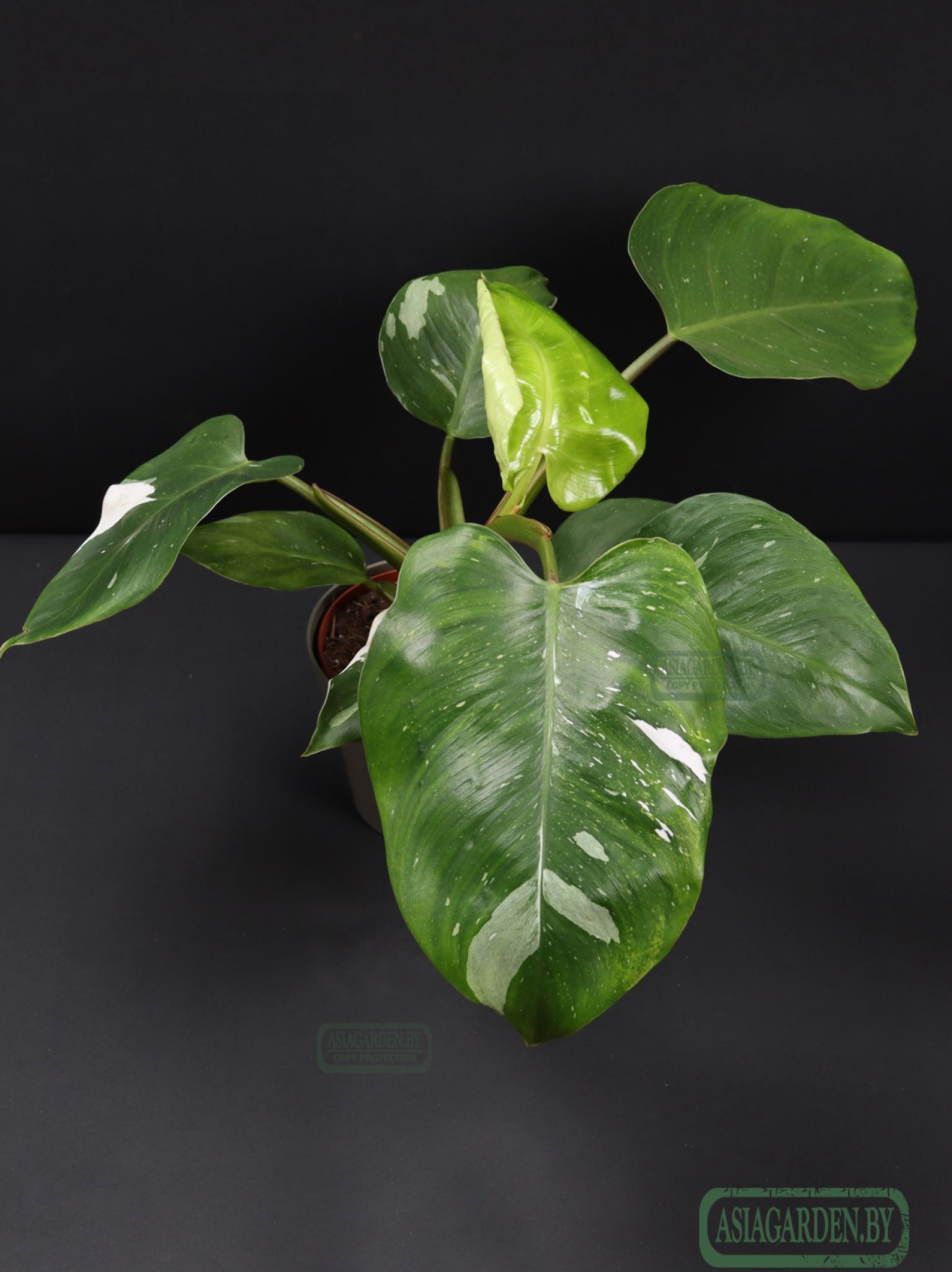 Philodendron erubescens 'White Princess'