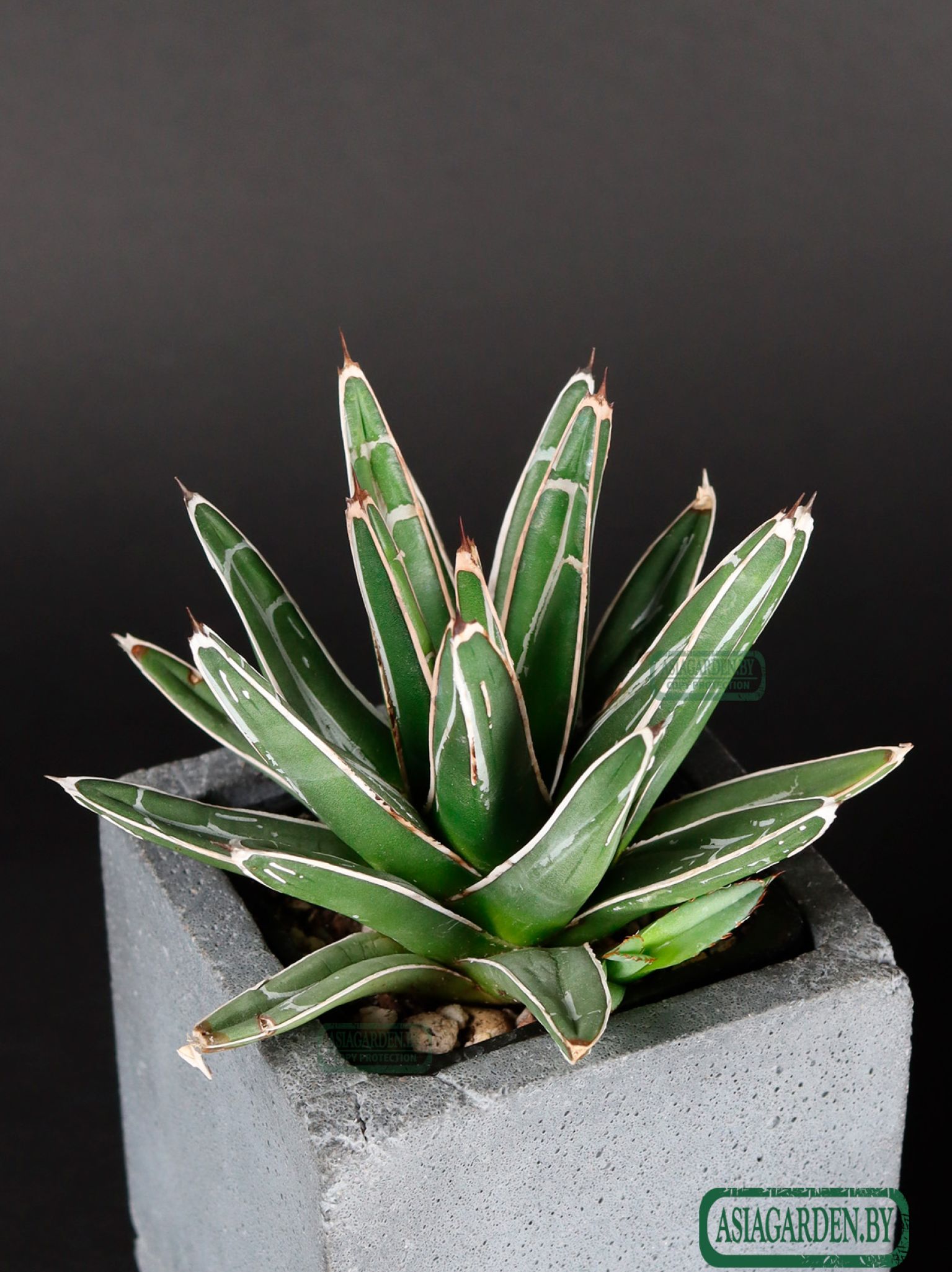 Agave victoriae-reginae