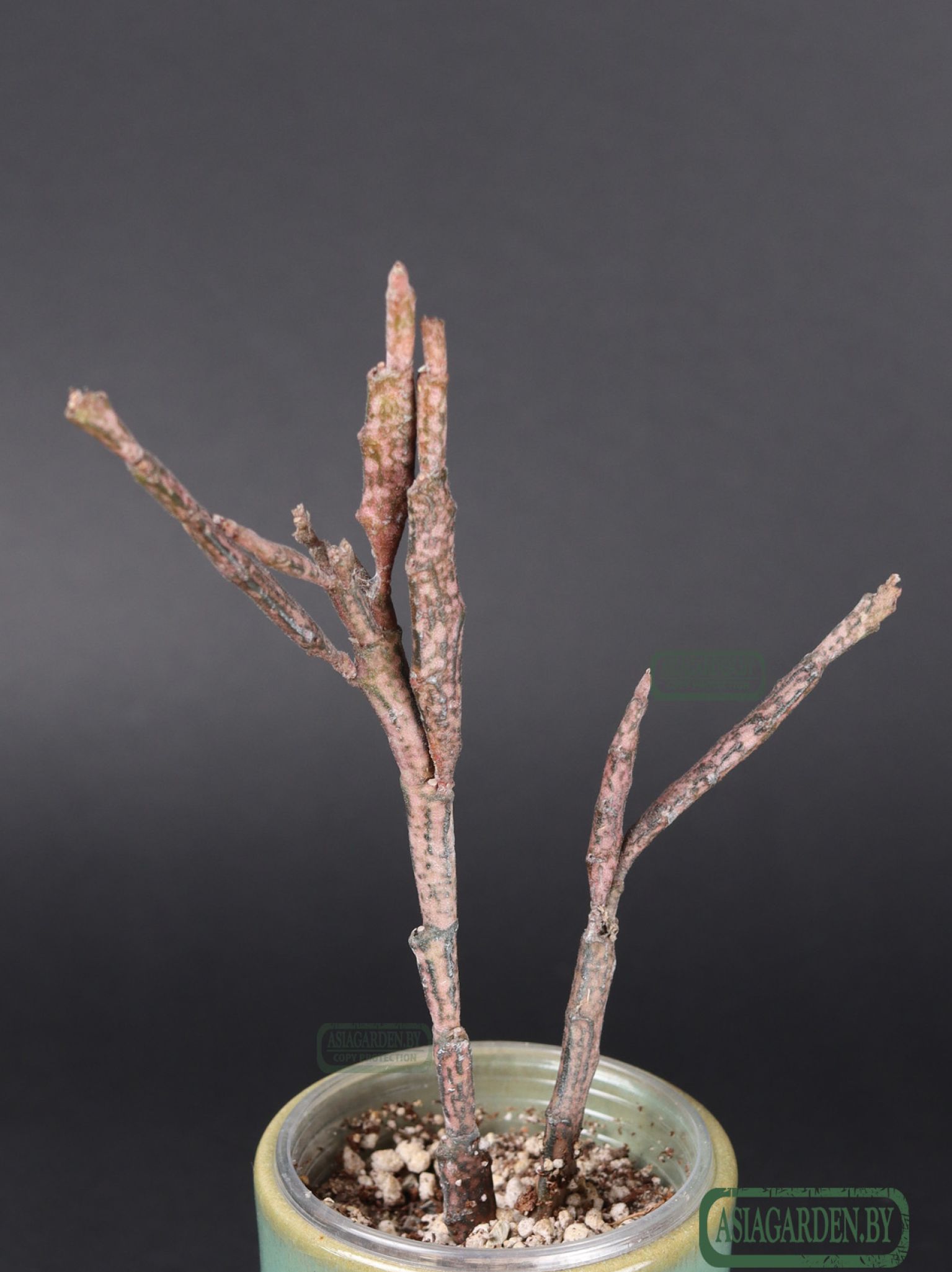 Euphorbia platyclada