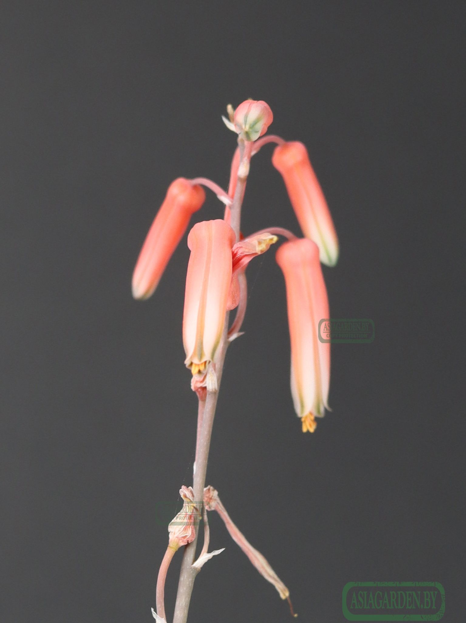 Aloe 'Christmas Carol'