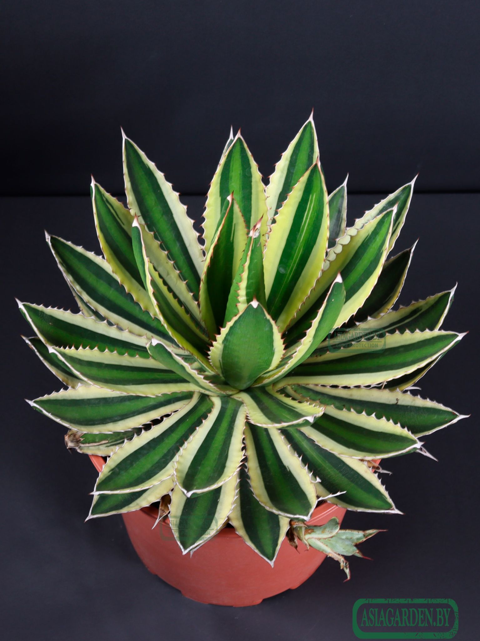 Agave lophantha Quadricolor