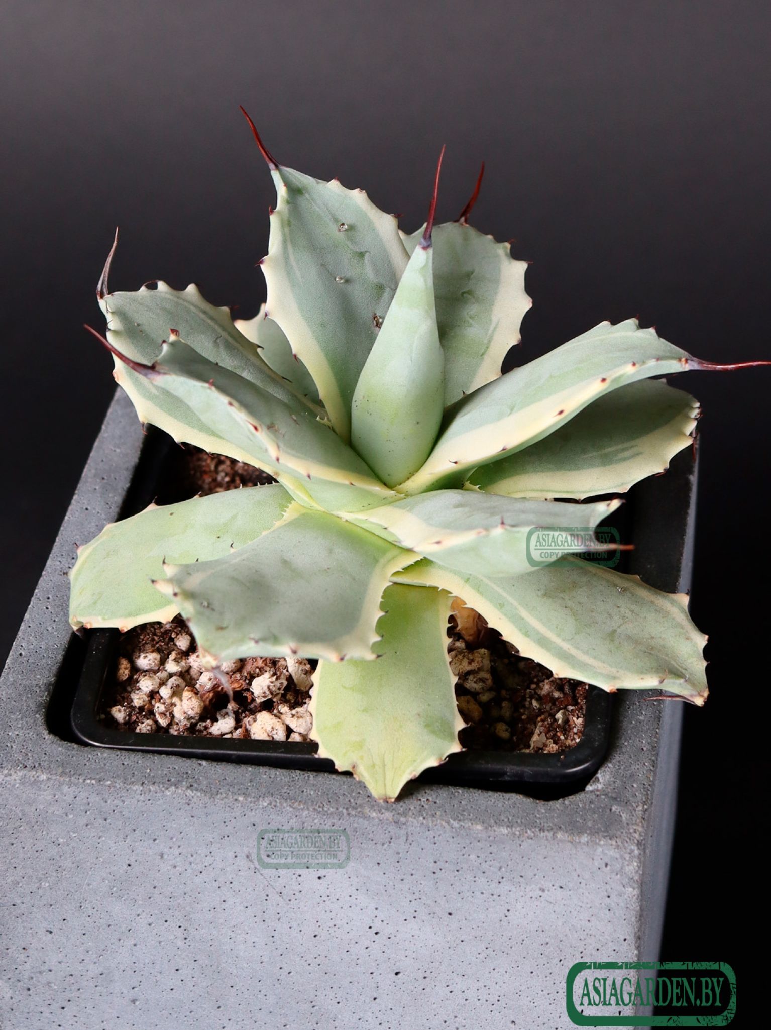 Agave isthmensis Kabutogani Variegata