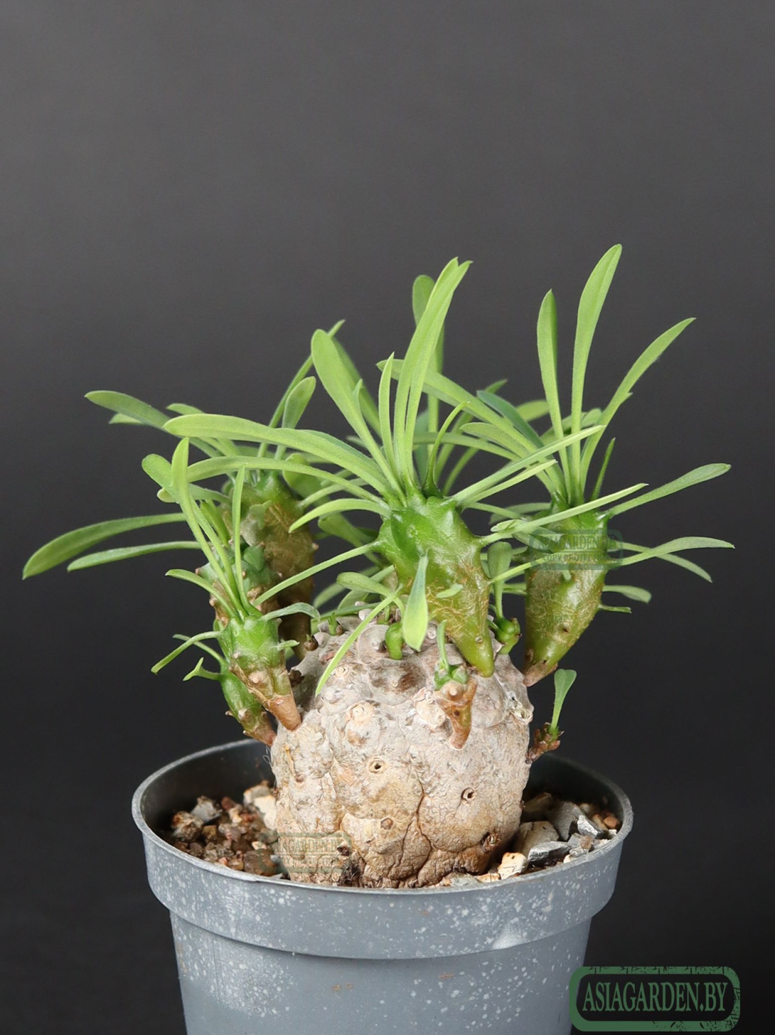 Euphorbia japonica