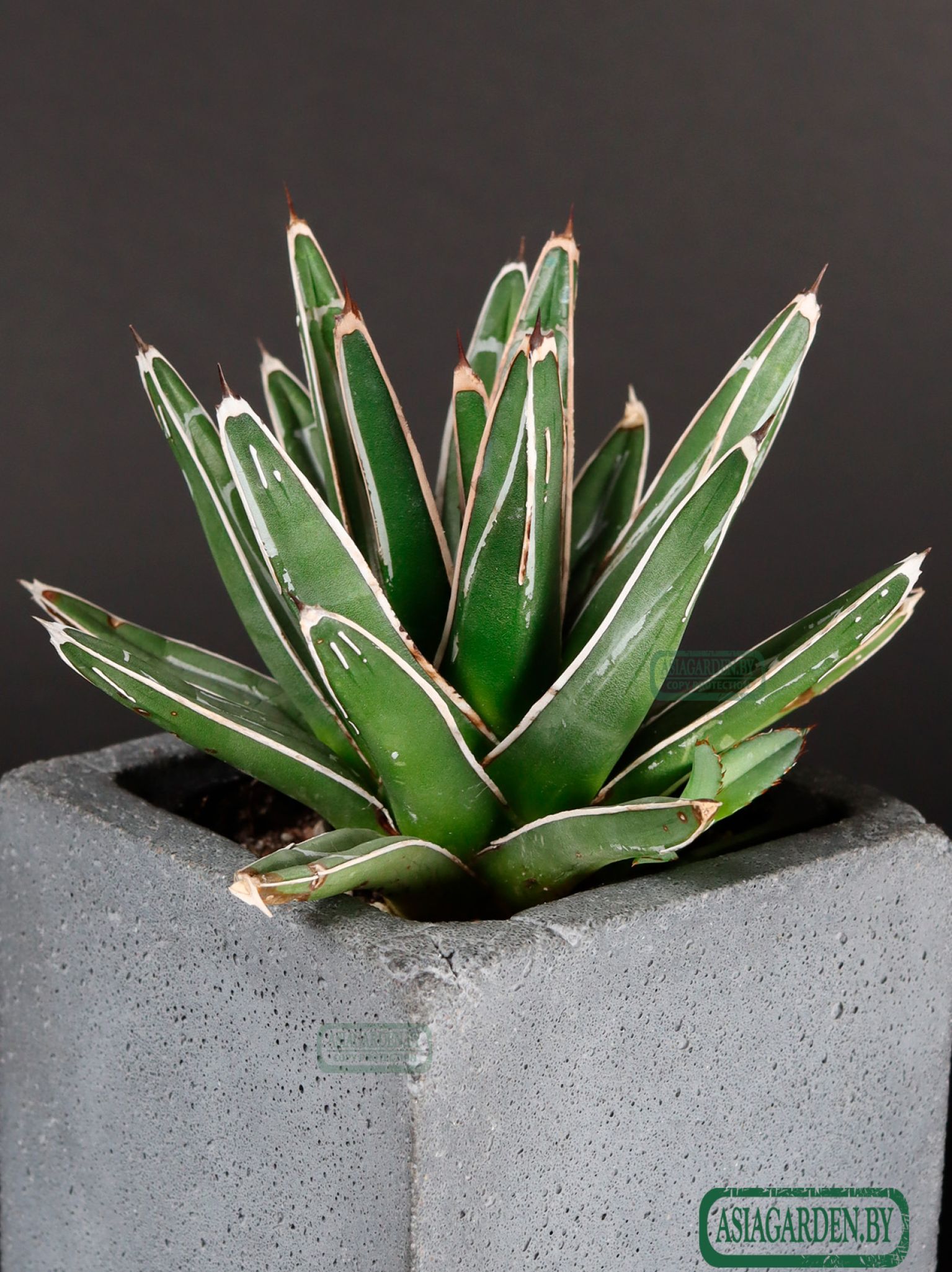 Agave victoriae-reginae