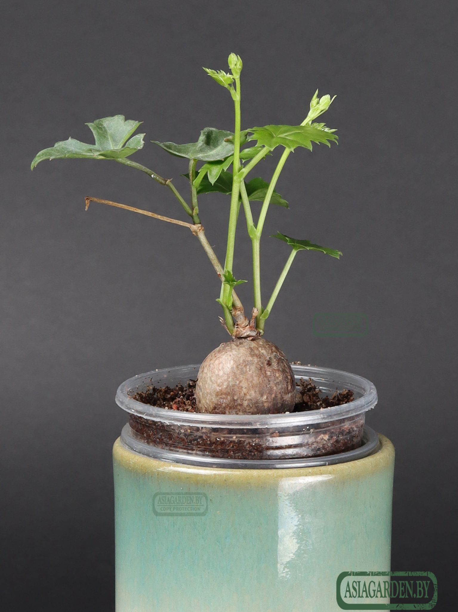 Cissus tuberosa Moc. & Sessé ex DC