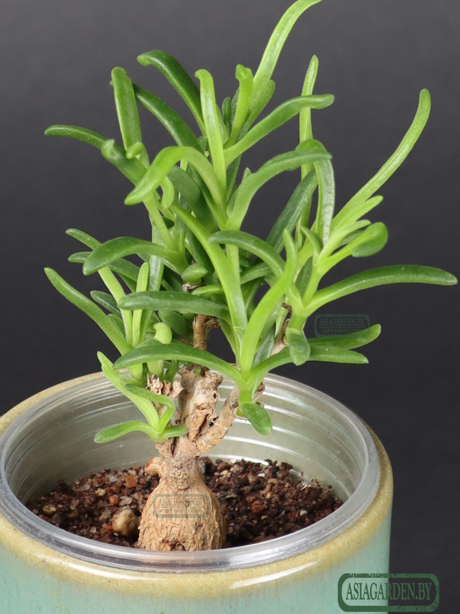 Delosperma bosseranum