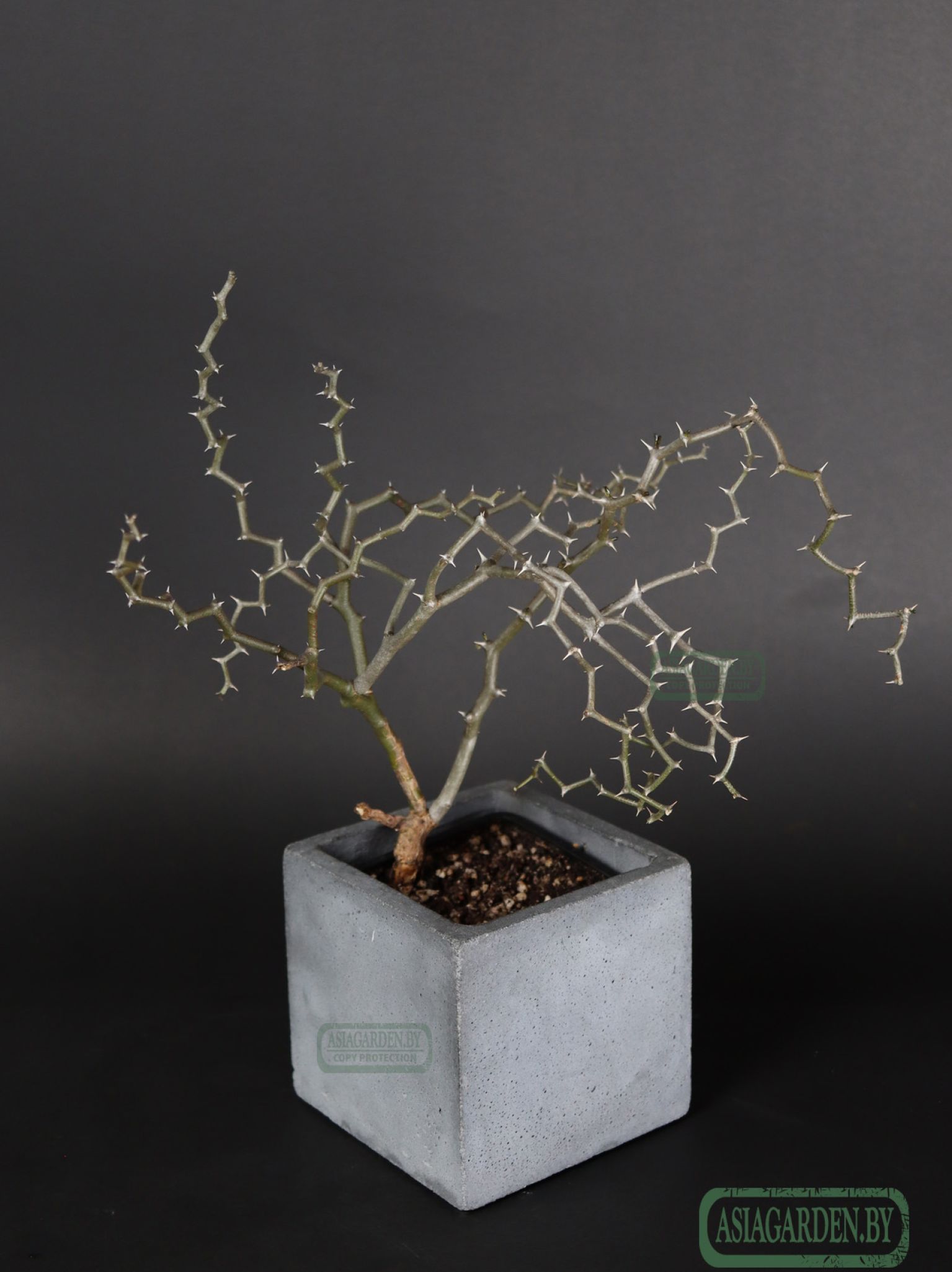 Decarya madagascariensis