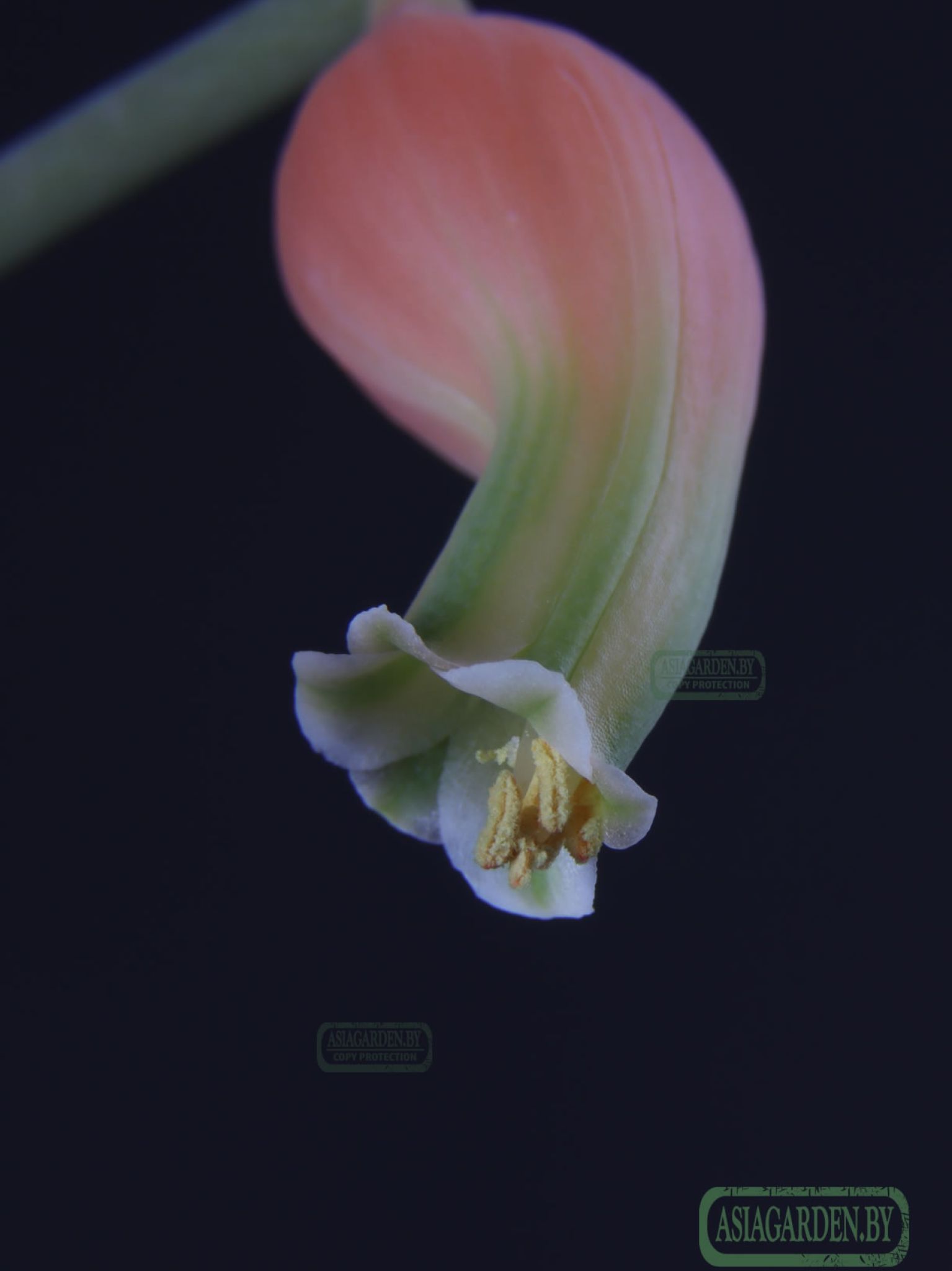 Gasteria glomerata