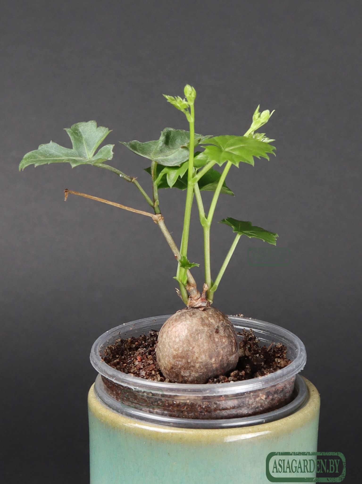 Cissus tuberosa Moc. & Sessé ex DC