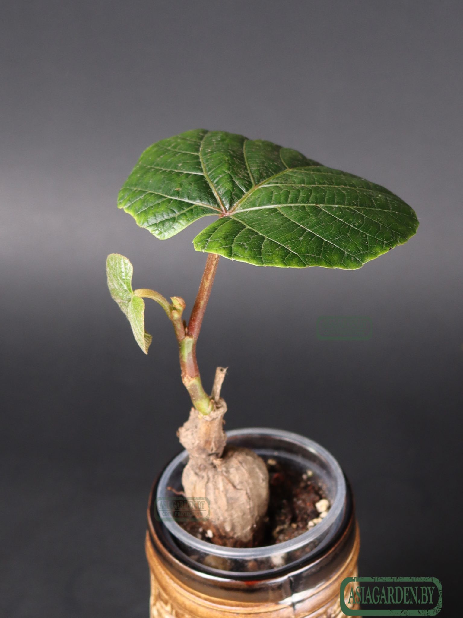 Ampelocissus martini
