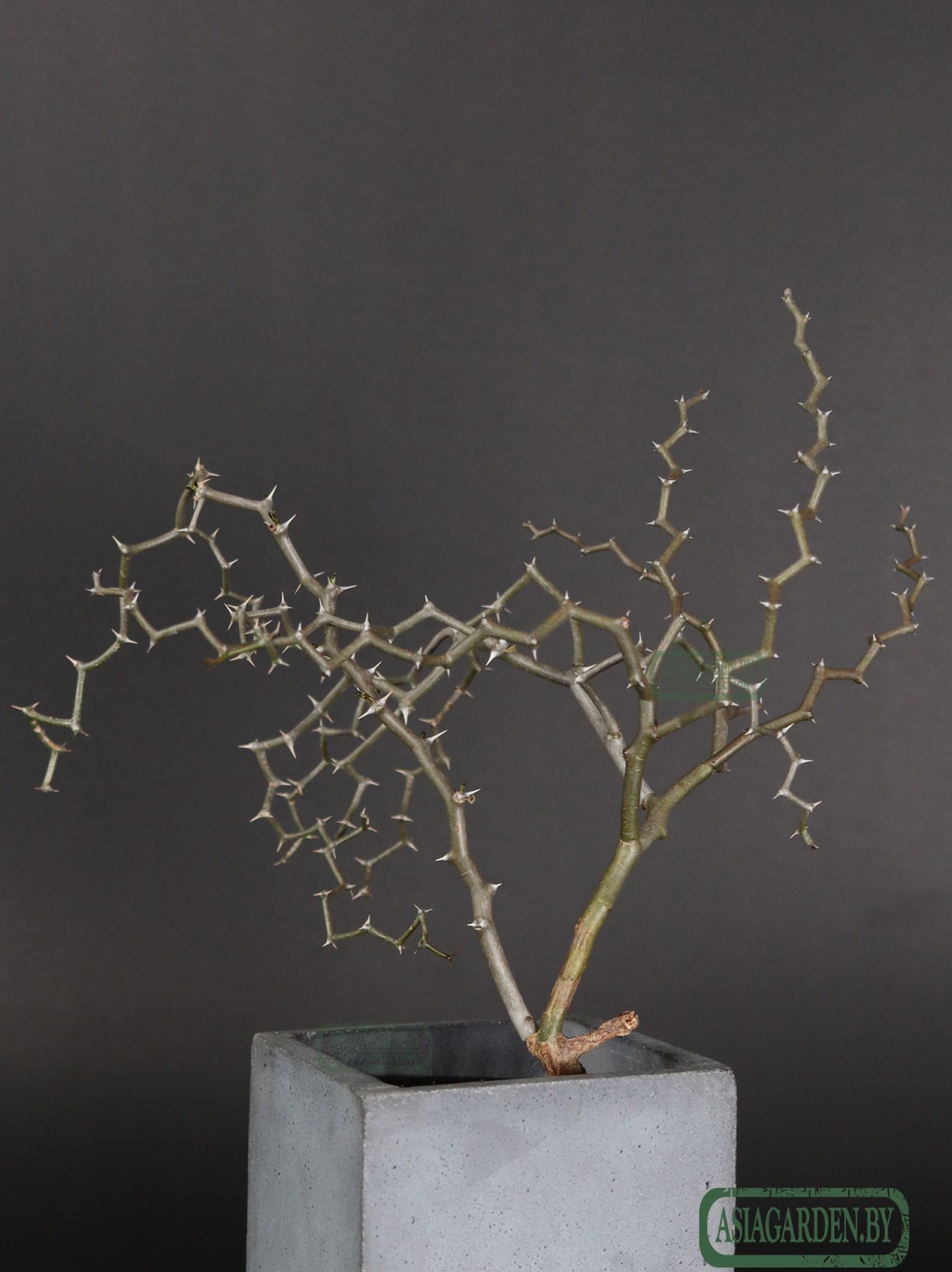 Decarya madagascariensis