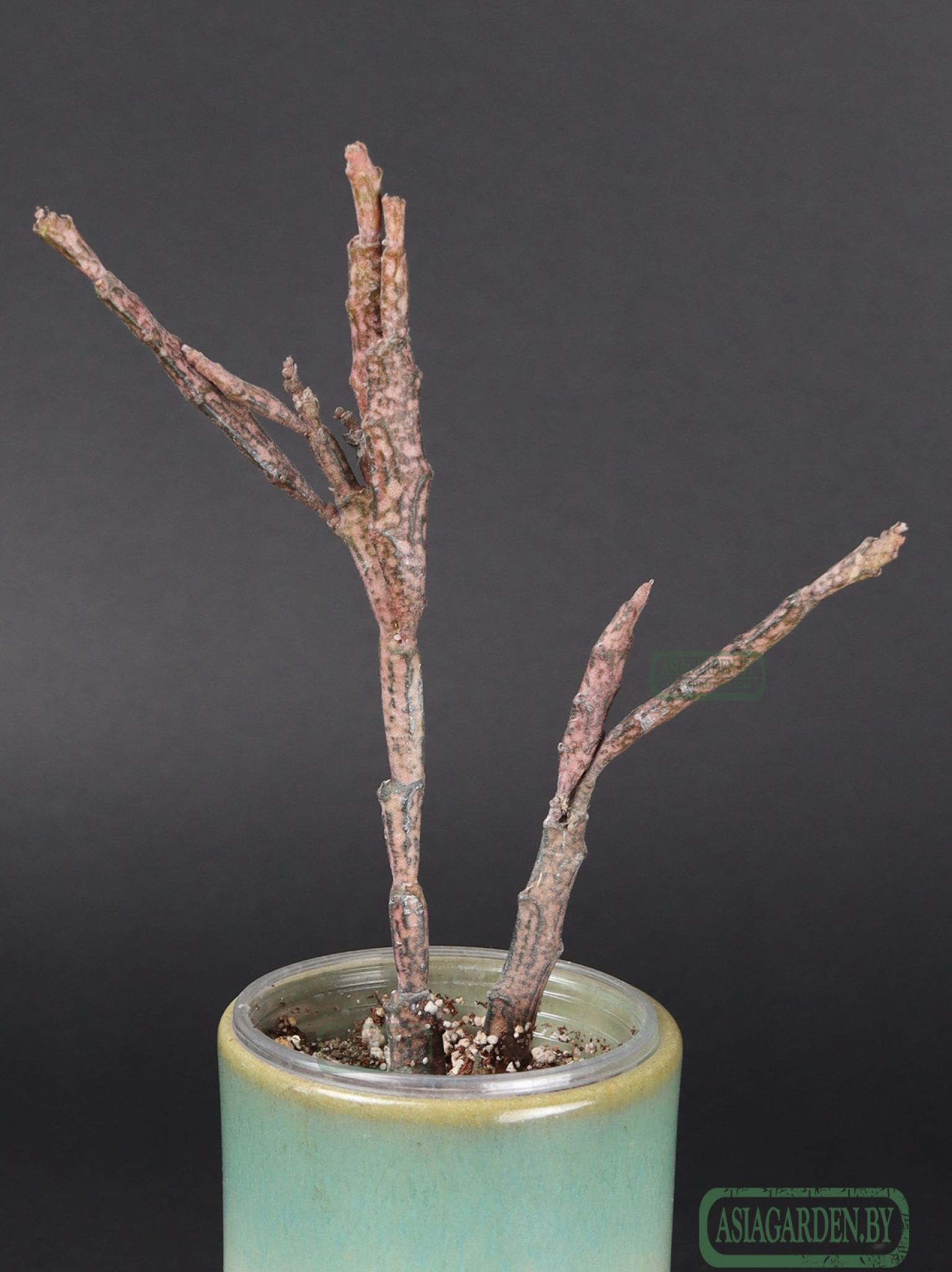 Euphorbia platyclada