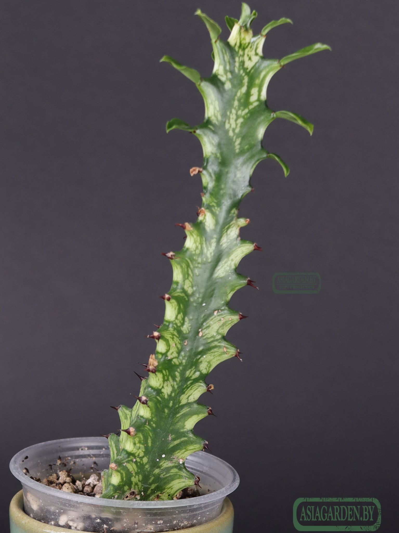 Euphorbia trigona variegata