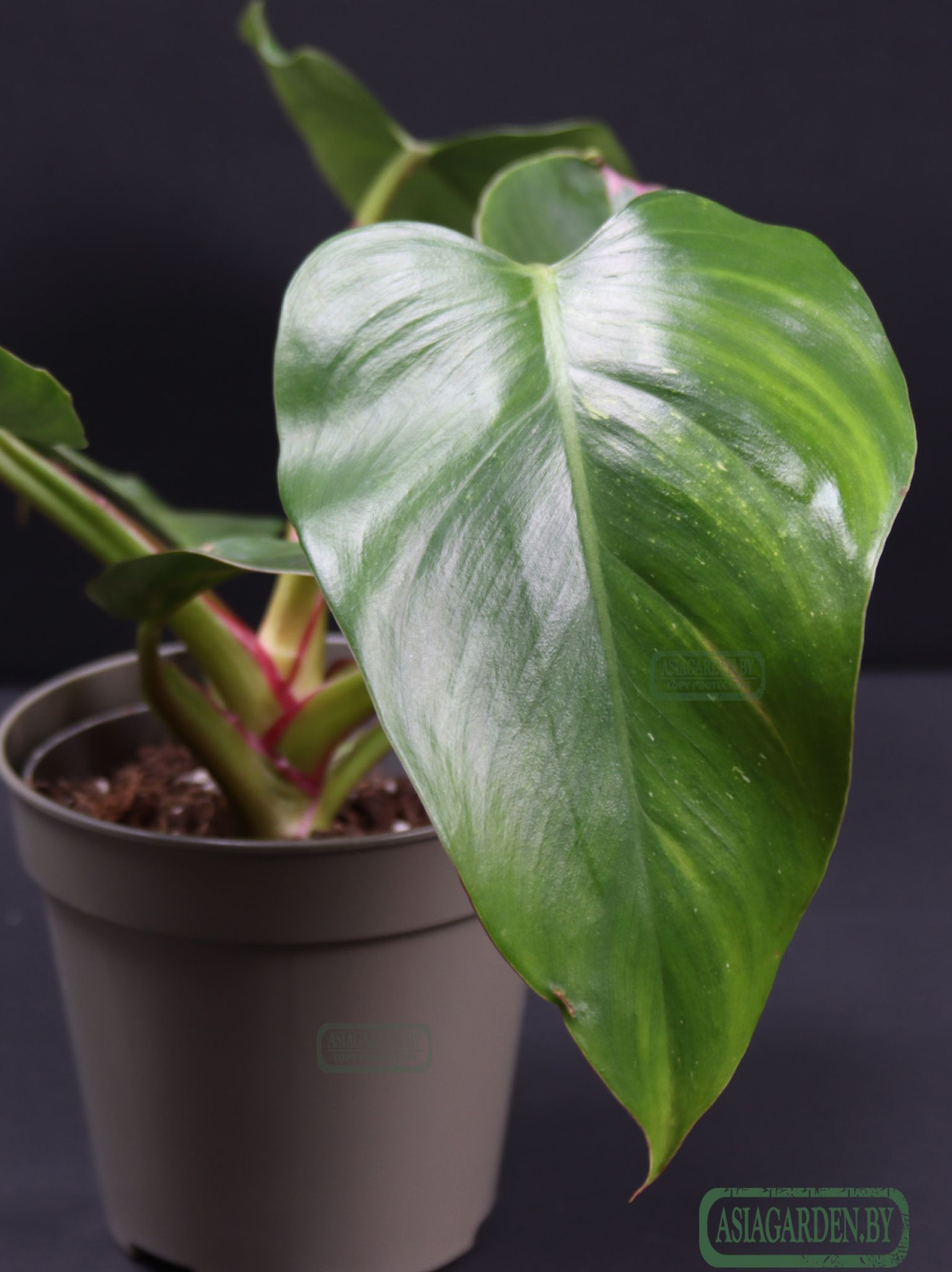 Philodendron erubescens 'White Princess'