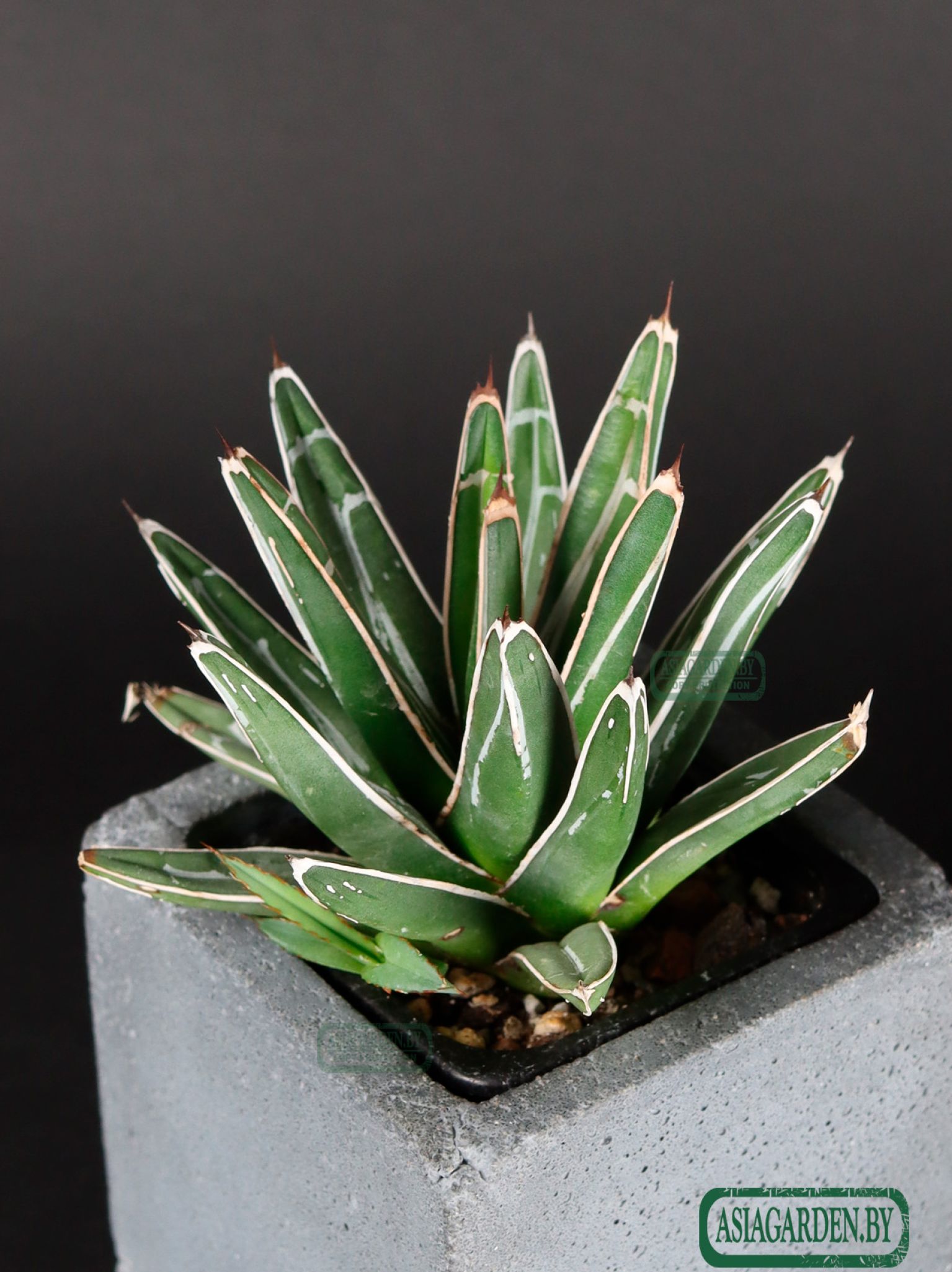 Agave victoriae-reginae