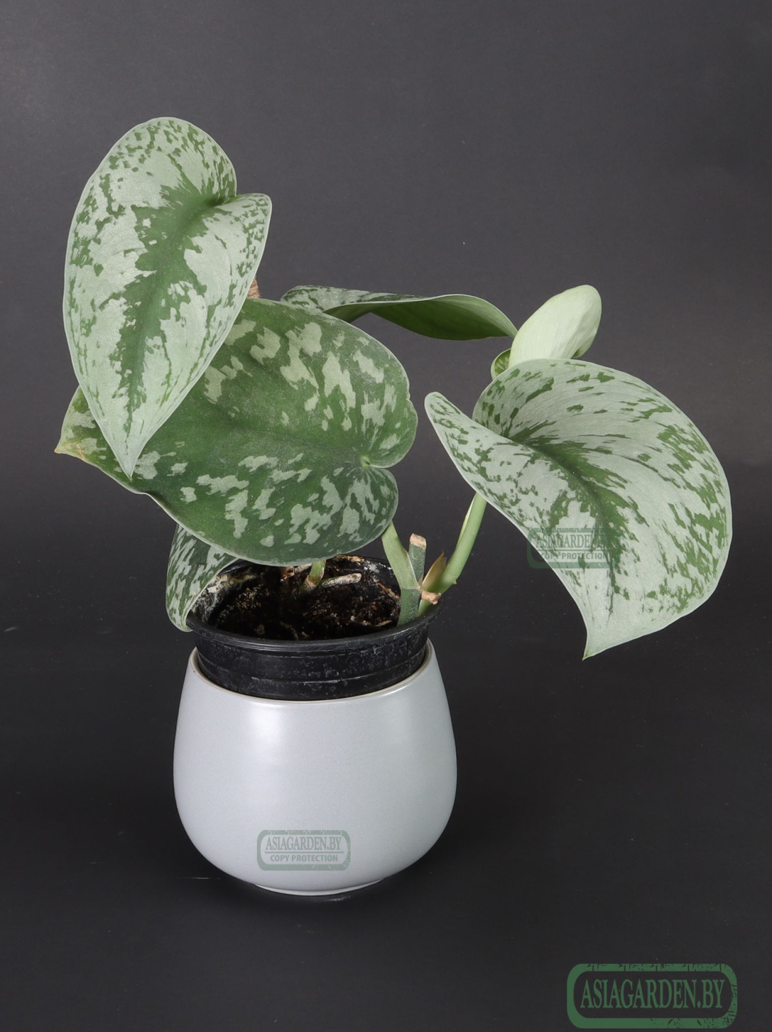 Scindapsus pictus 'Exotica'