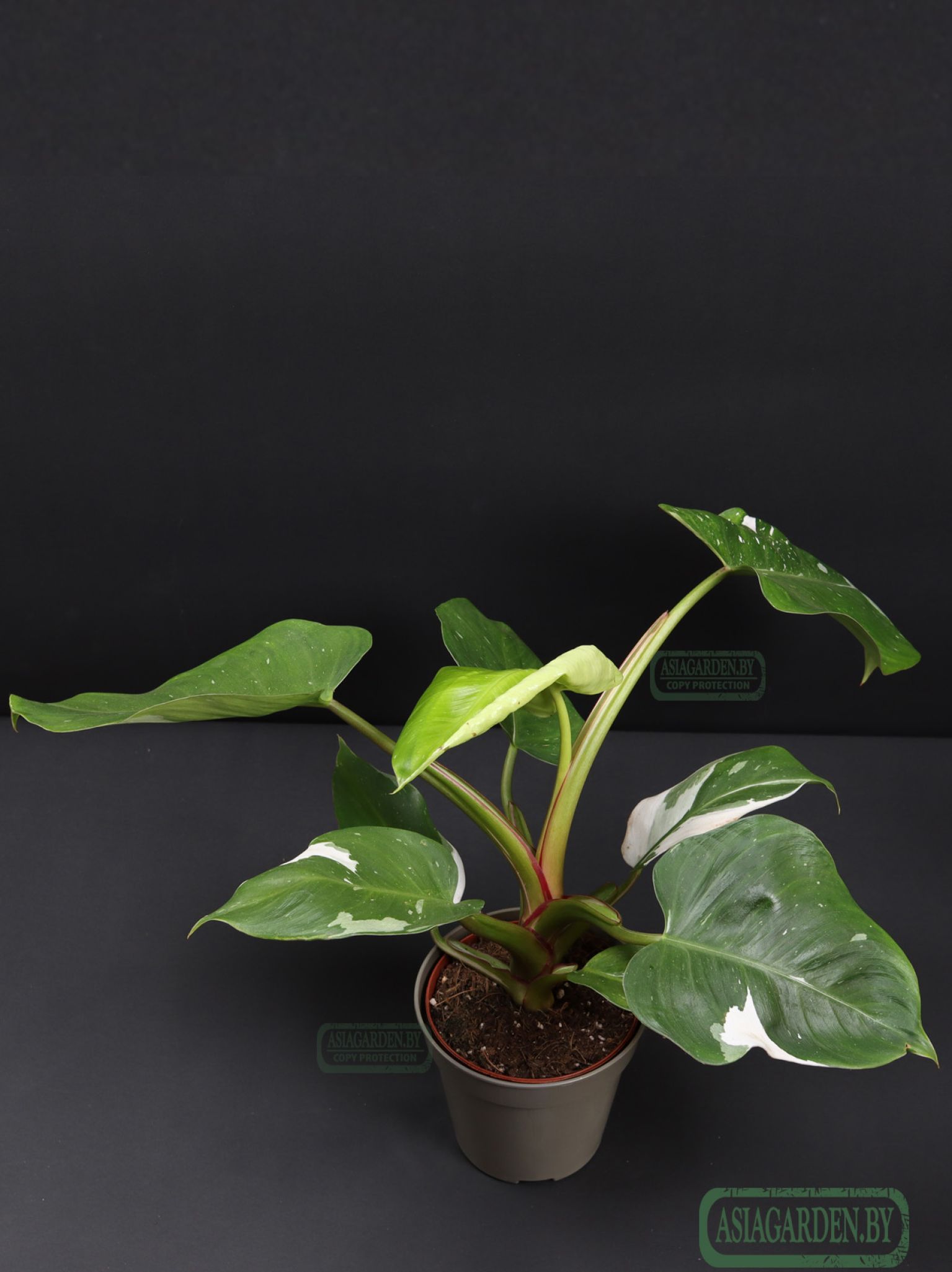 Philodendron erubescens 'White Princess'