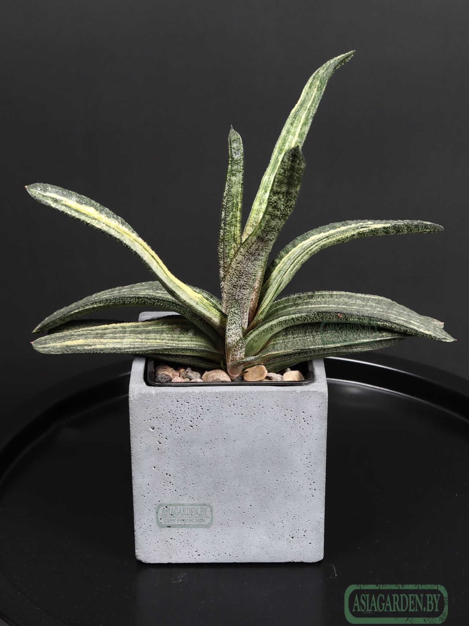 Gasteria batesiana