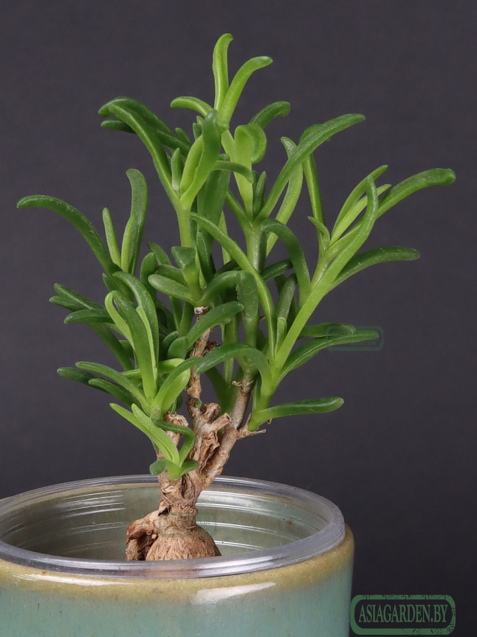 Delosperma bosseranum