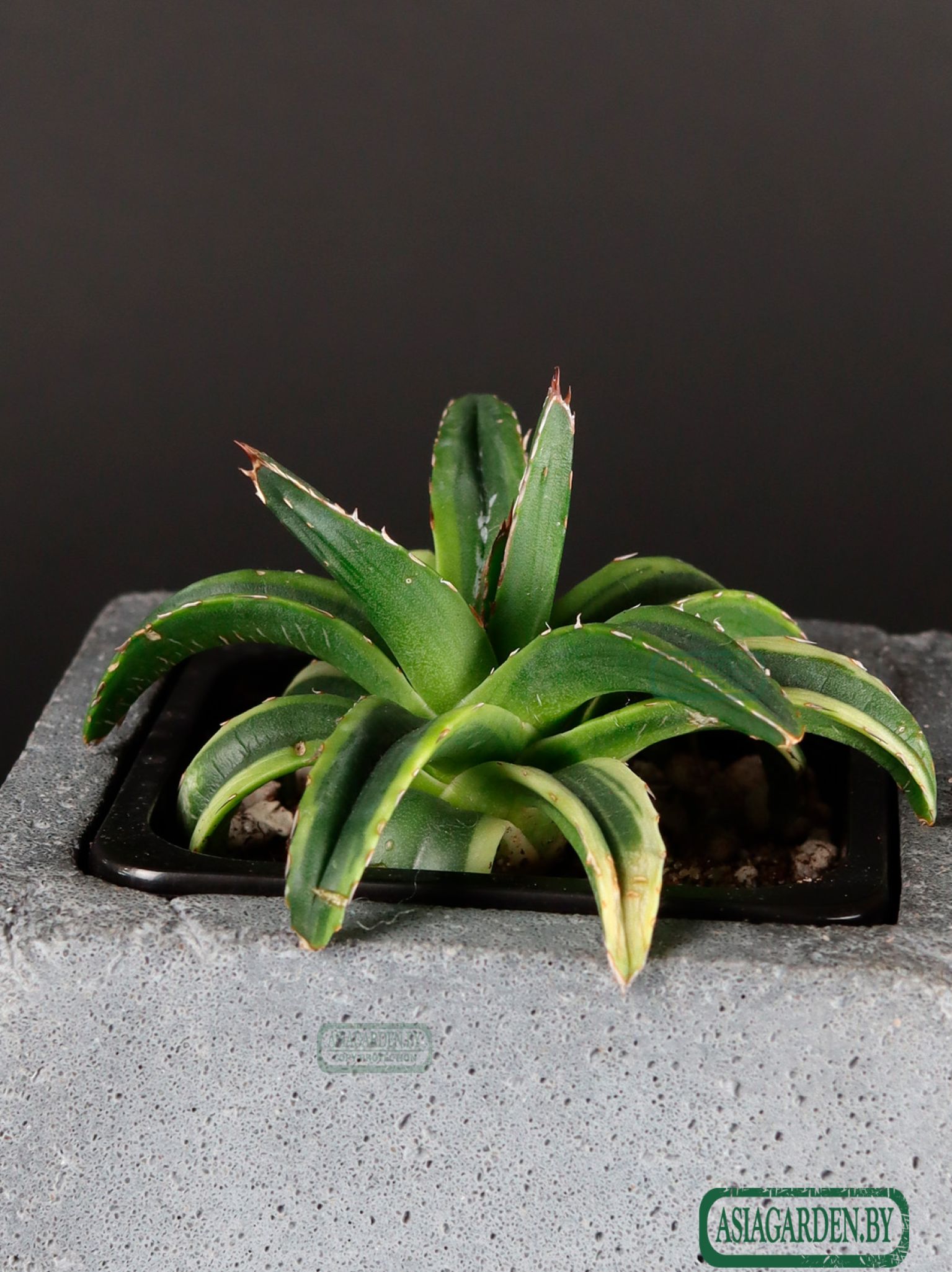 Agave Cream Compact