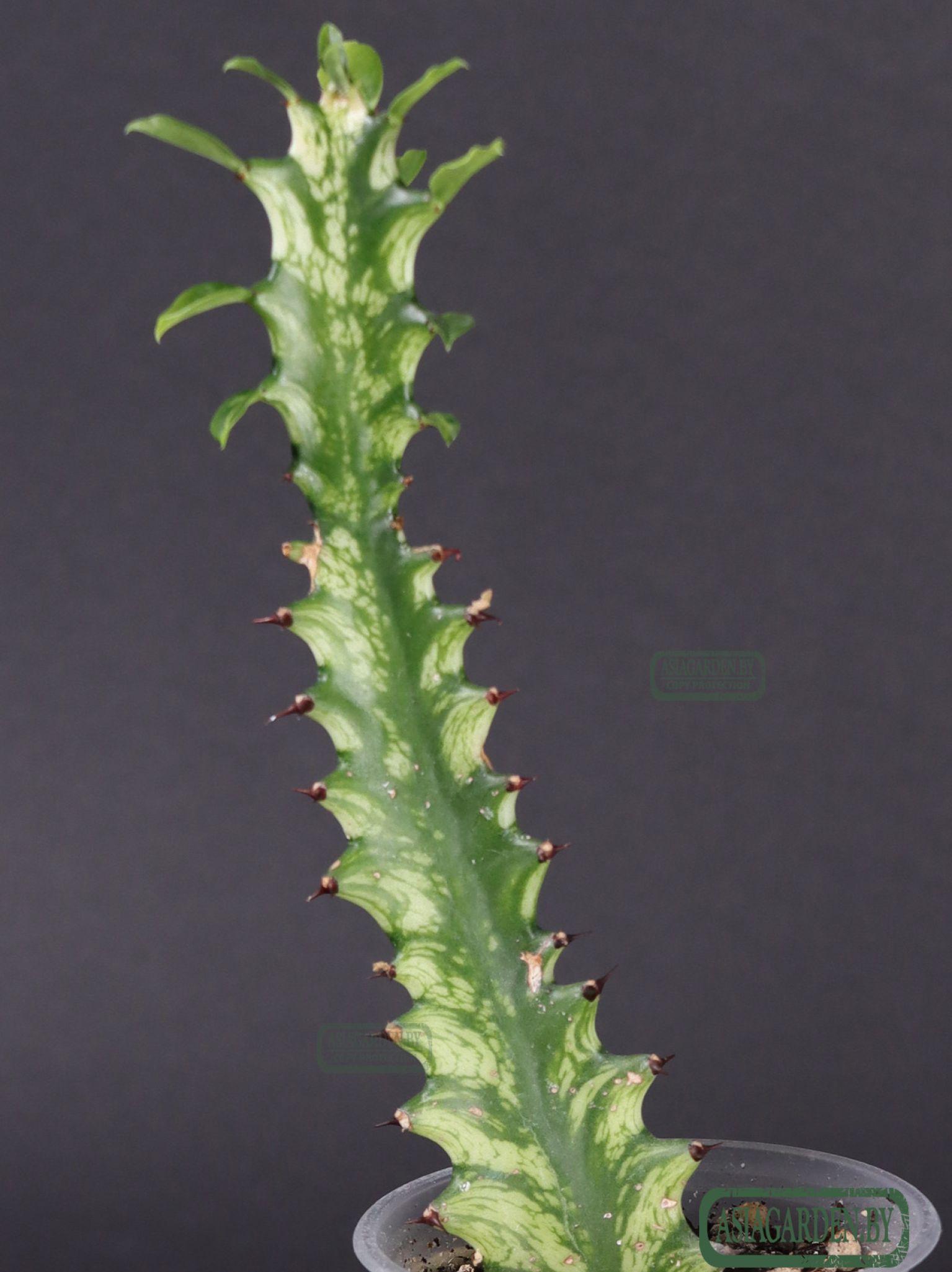 Euphorbia trigona variegata
