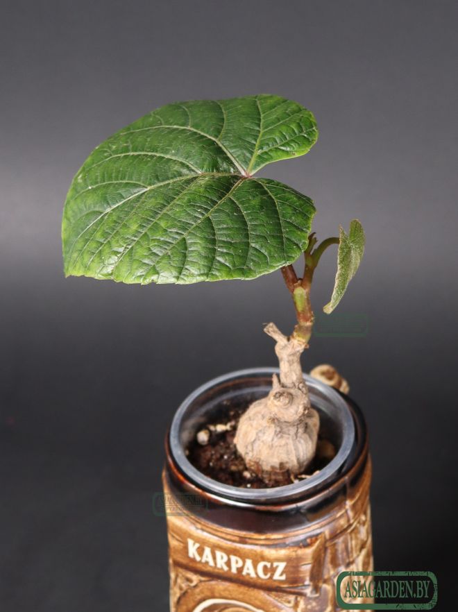 Ampelocissus martini