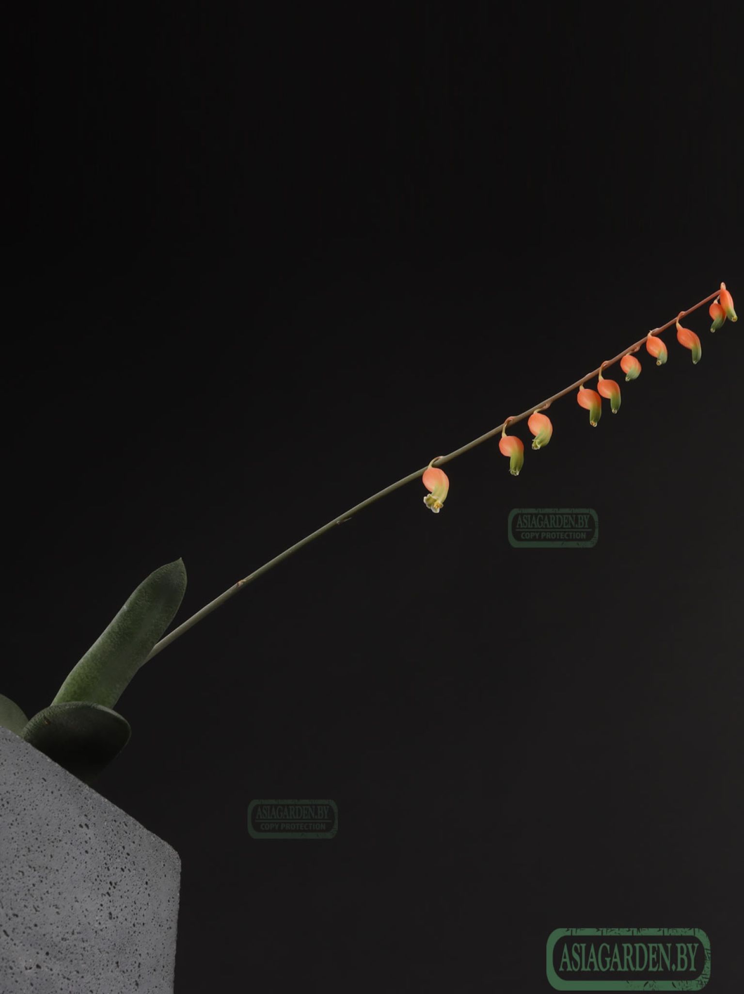Gasteria glomerata