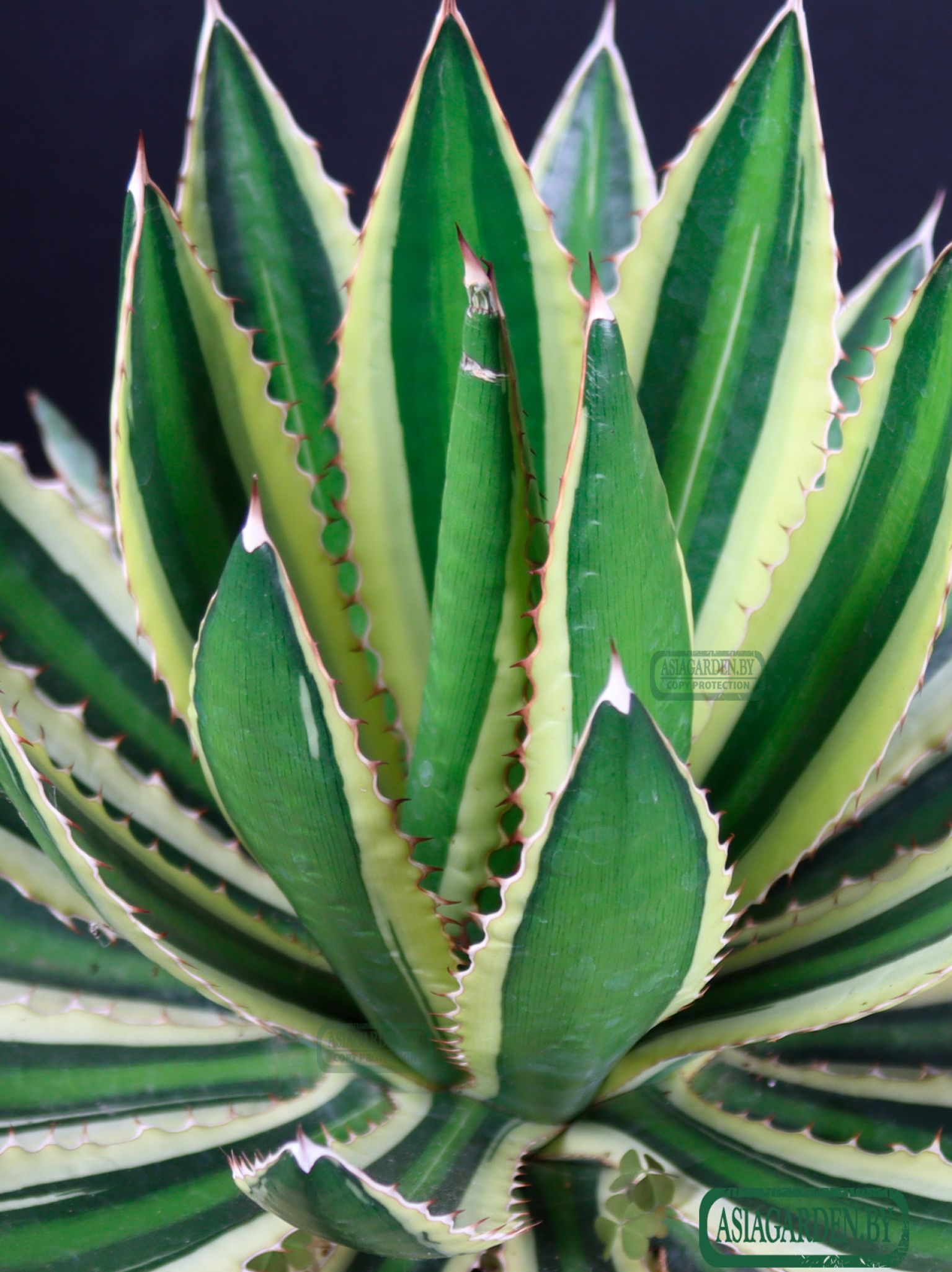 Agave lophantha Quadricolor
